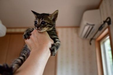 かず