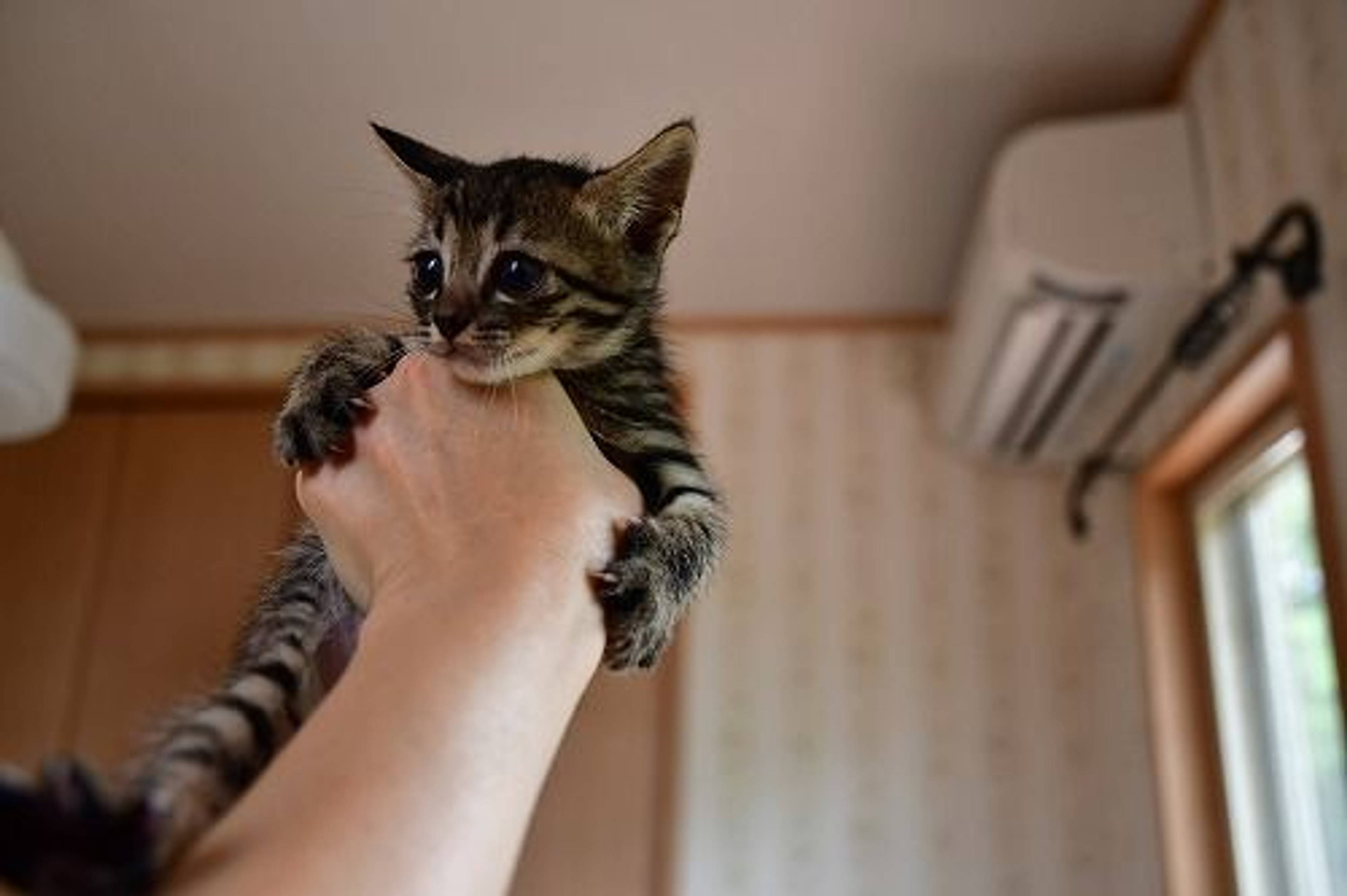 雑種（ミックス猫）・オスの里親募集の写真