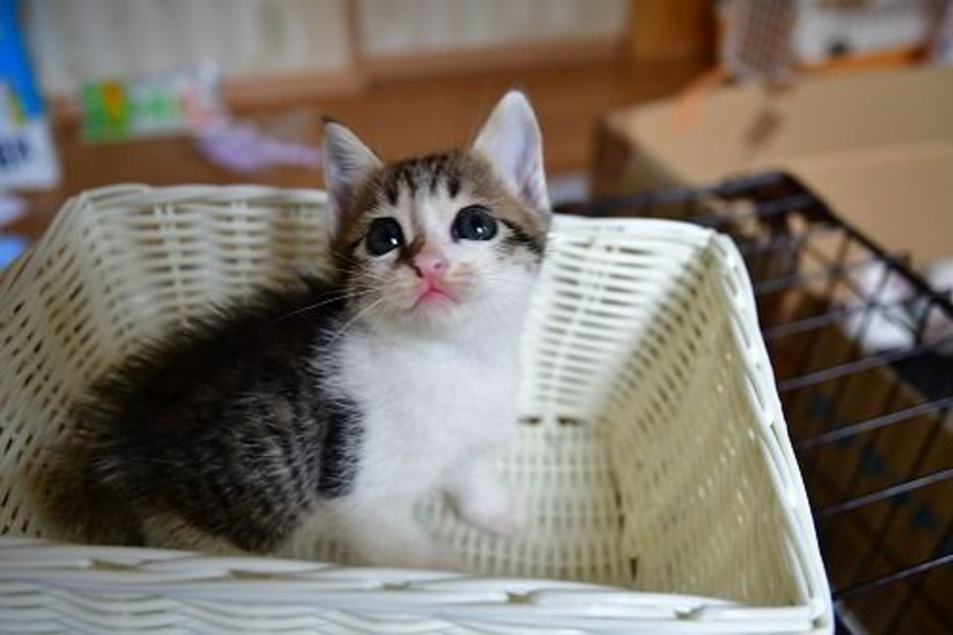 雑種（ミックス猫）・メスの里親募集の写真