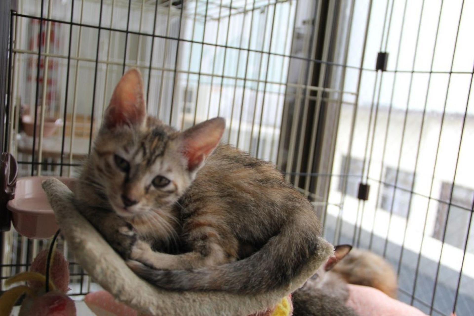 pet-image-2