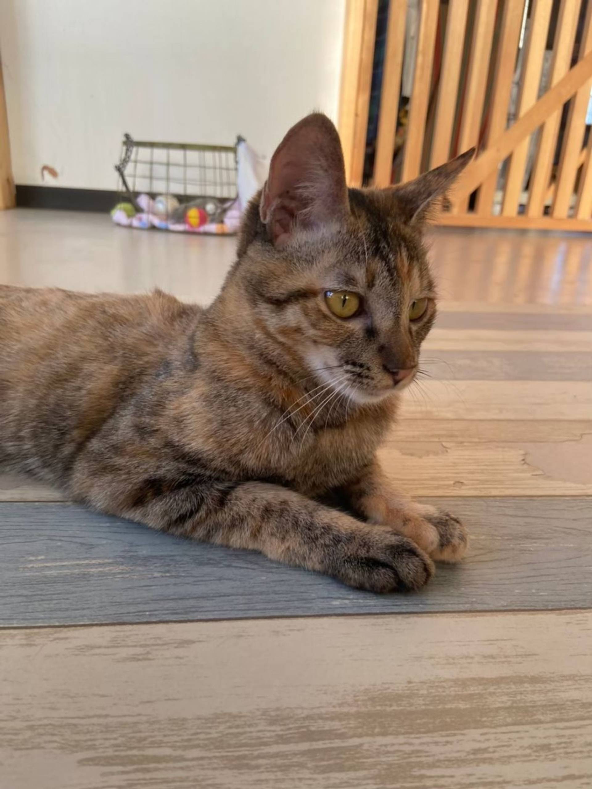 雑種（ミックス猫）・メスの里親募集の写真