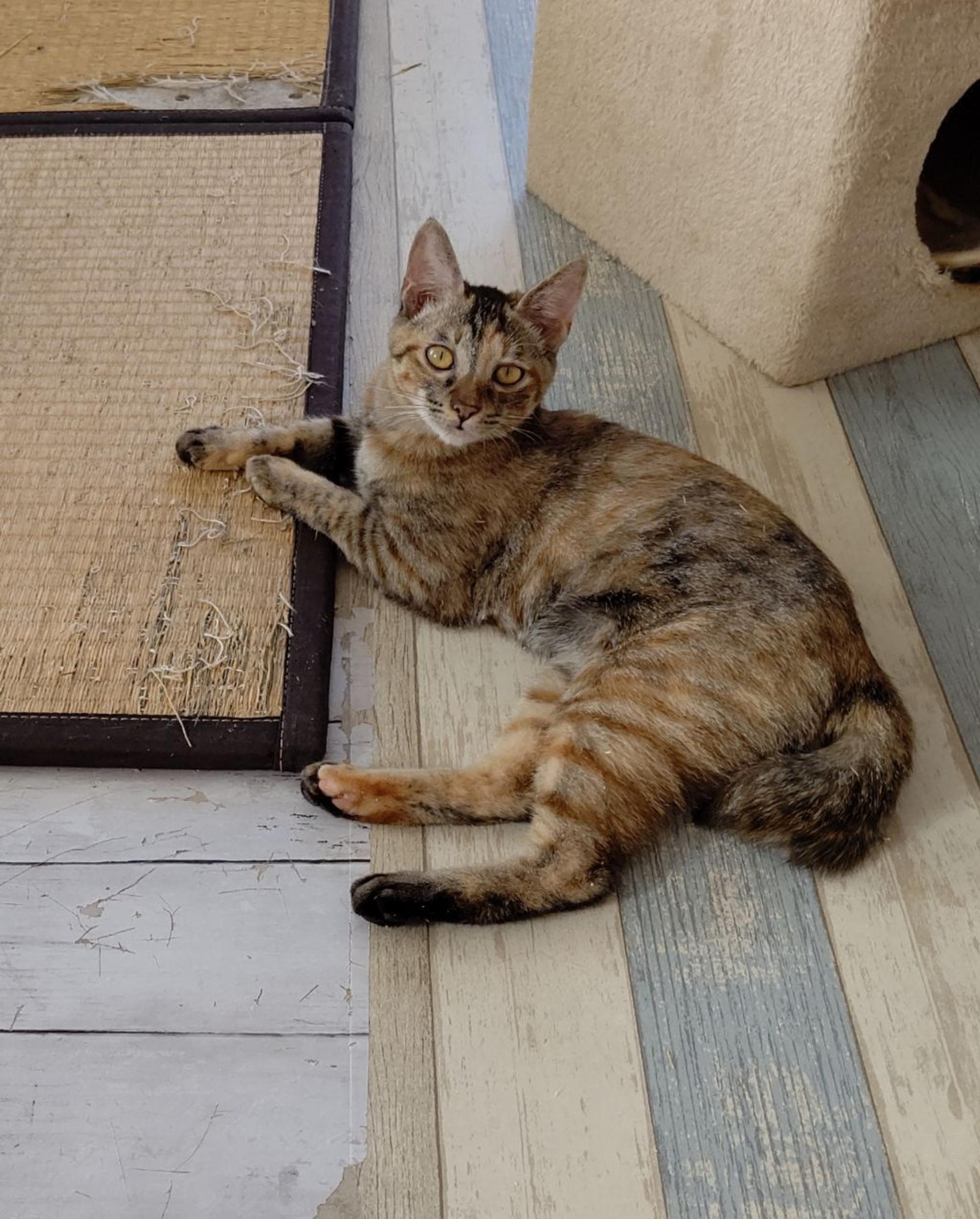 pet-image-6