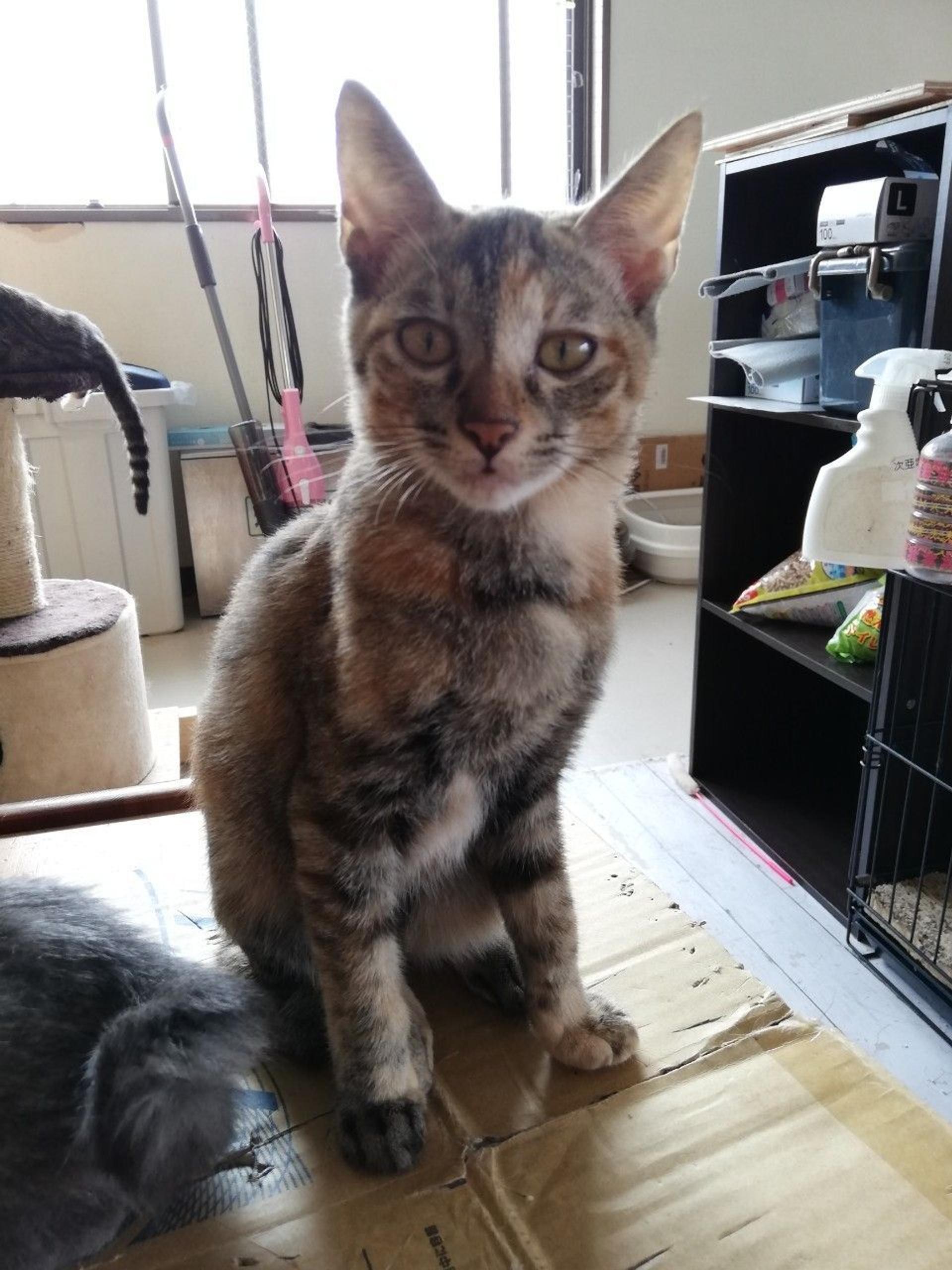 pet-image-7