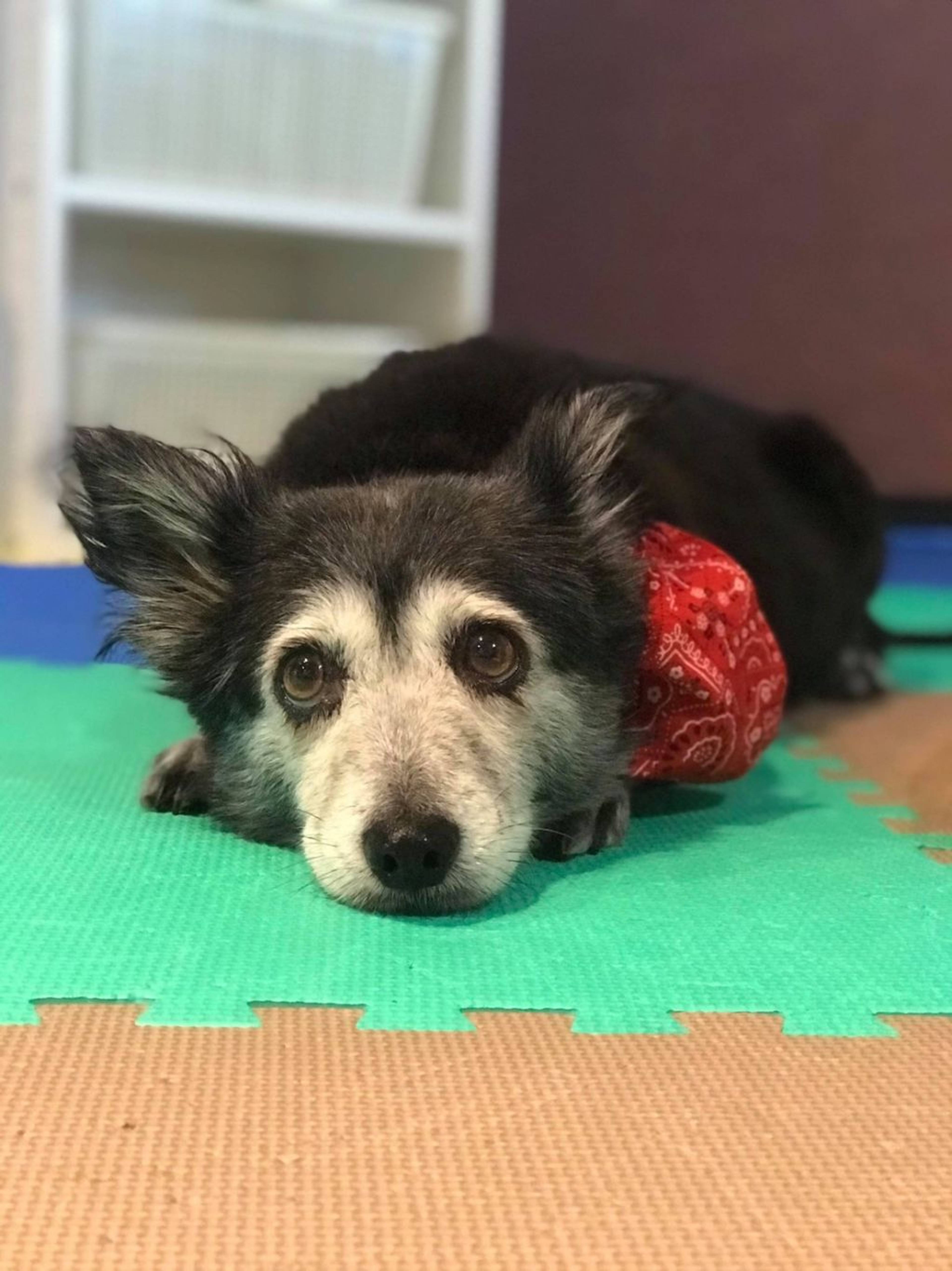 雑種（ミックス犬）・メスの里親募集の写真