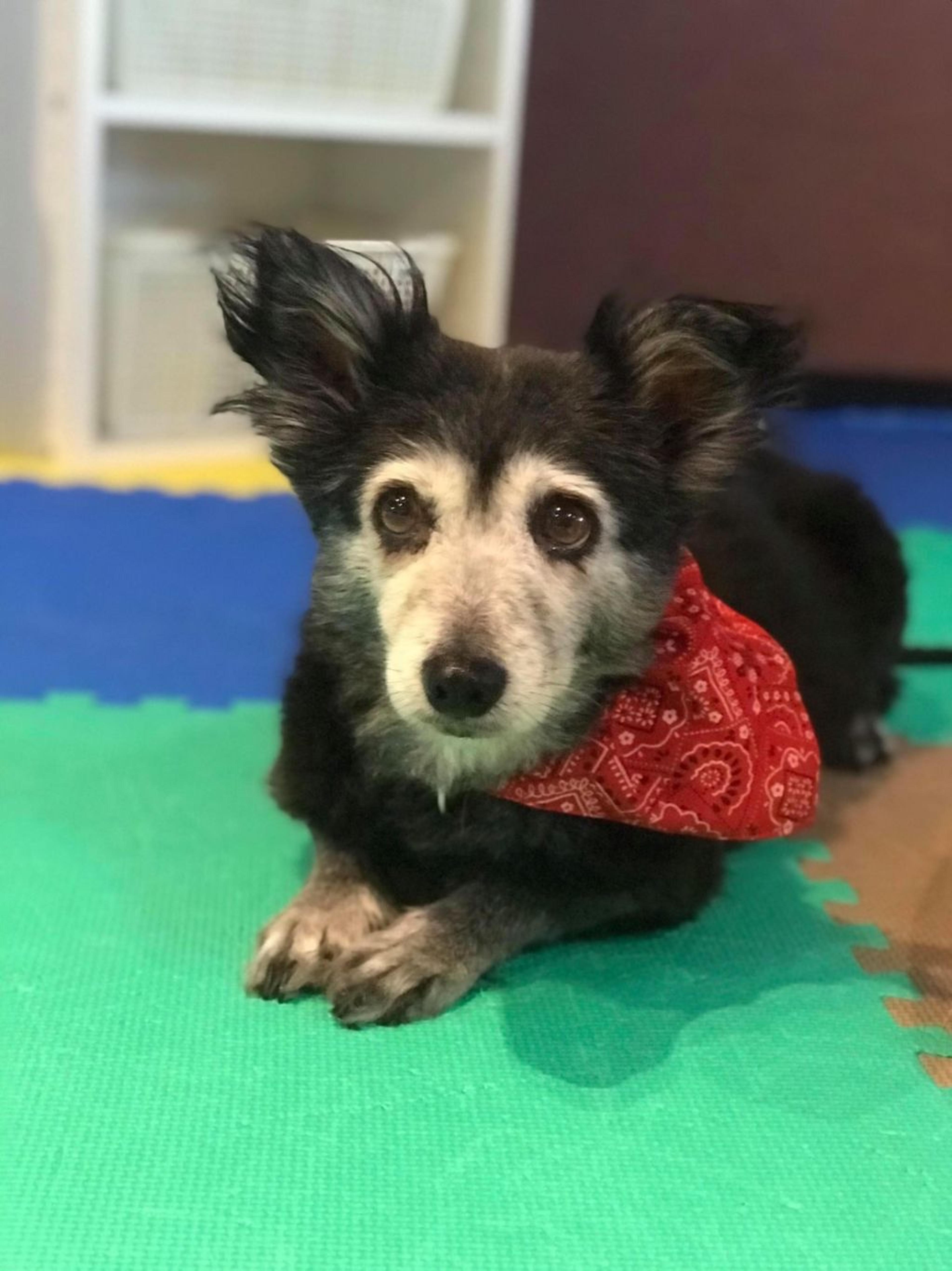 pet-image-2