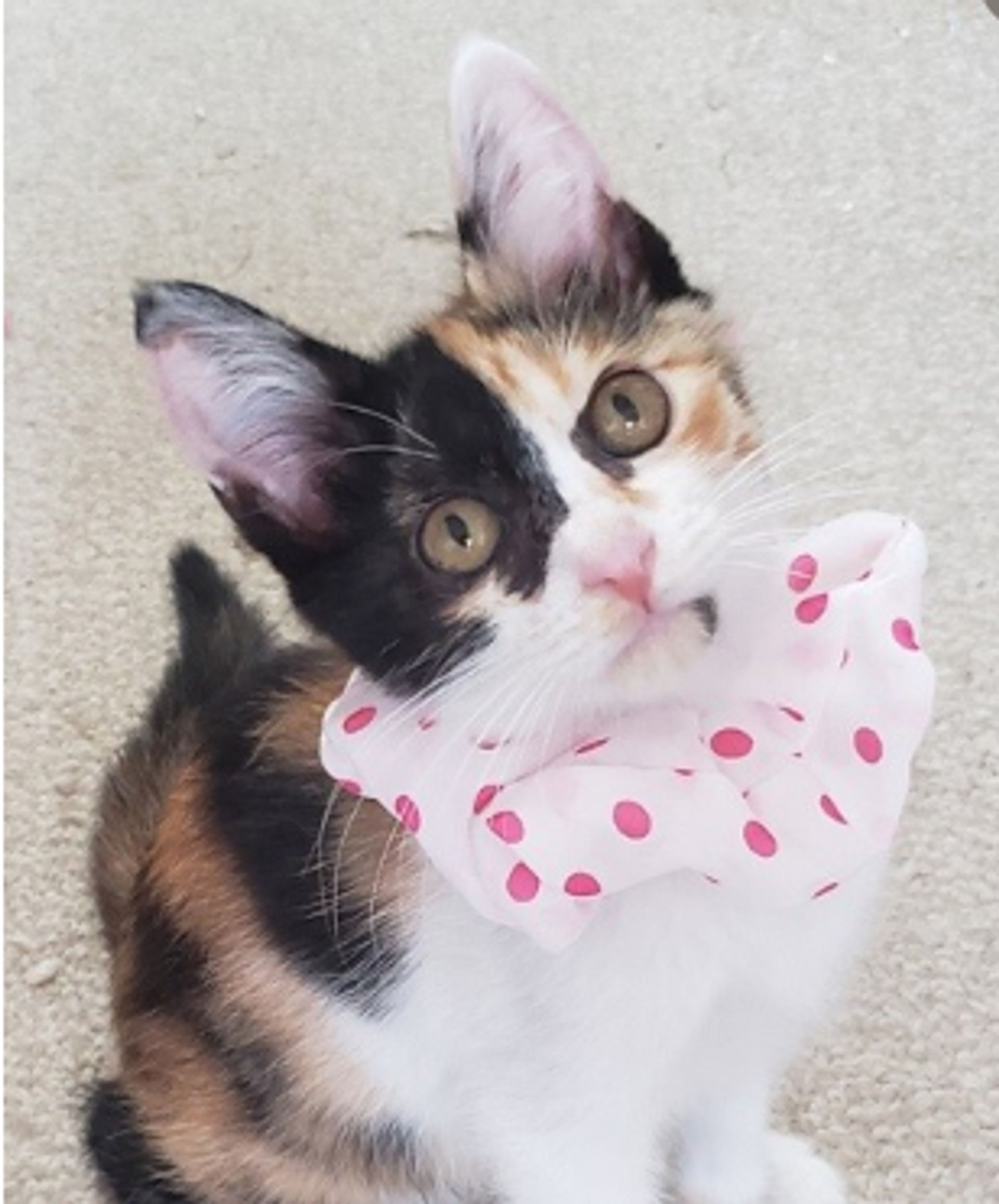 雑種（ミックス猫）・メスの里親募集の写真