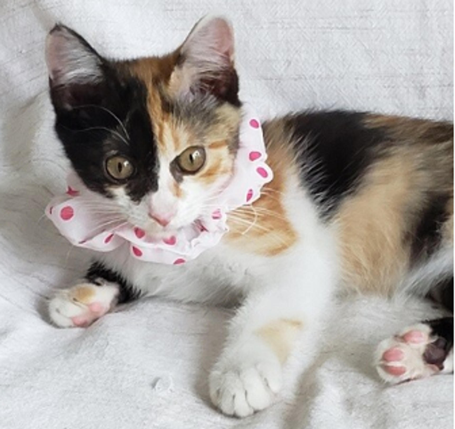 pet-image-2