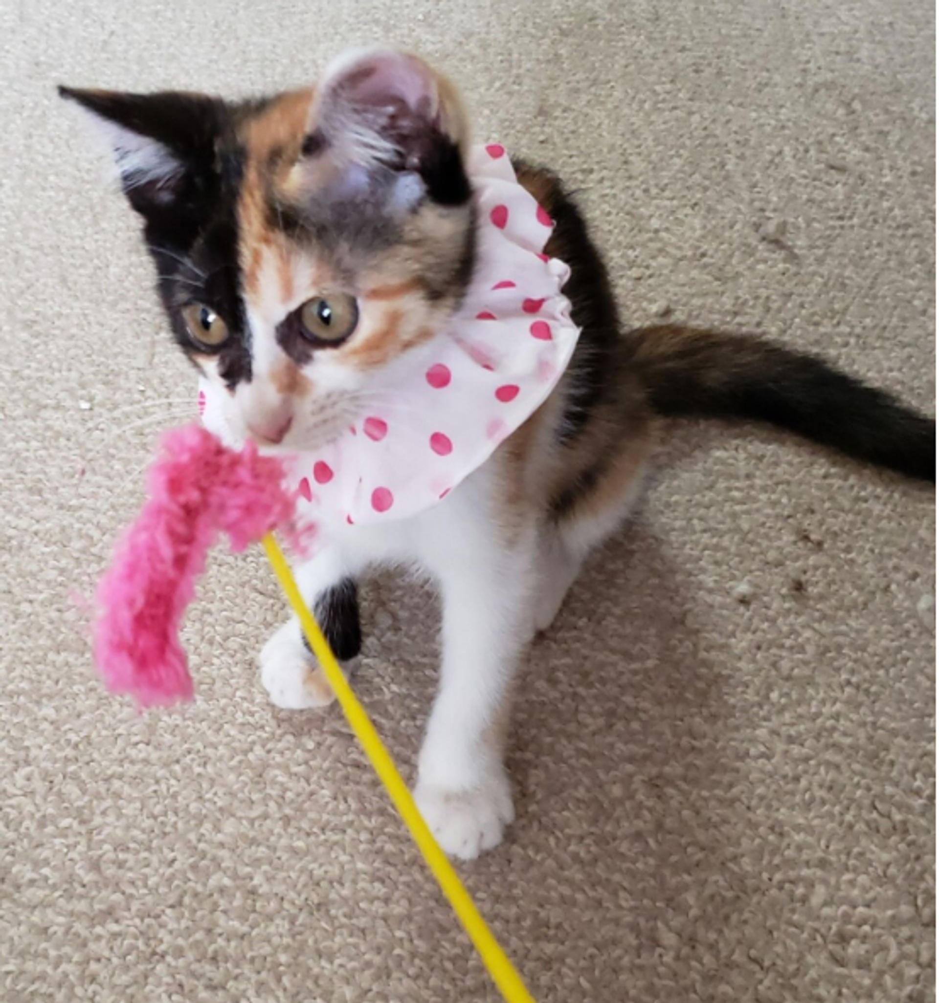 pet-image-3