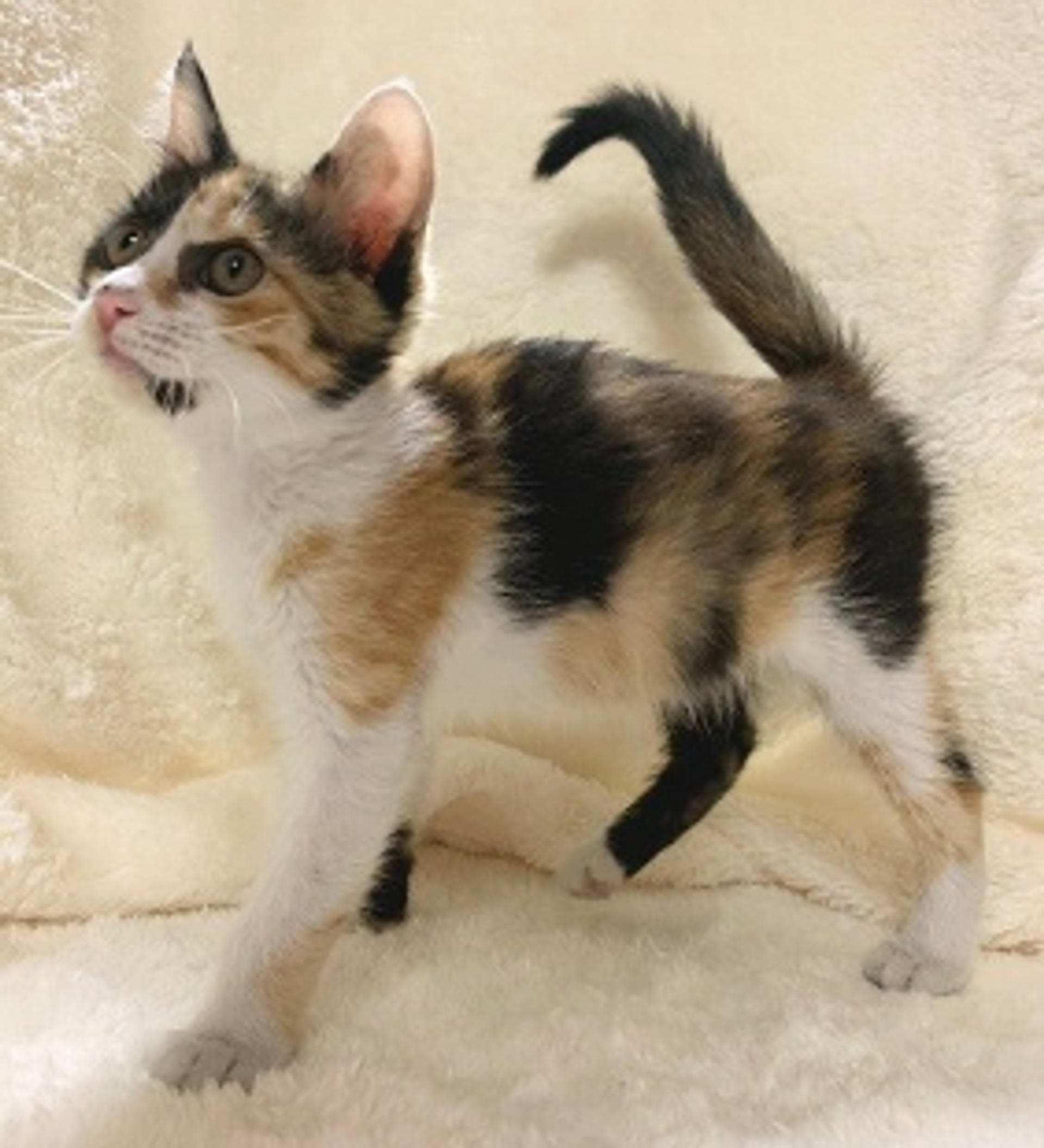 pet-image-5