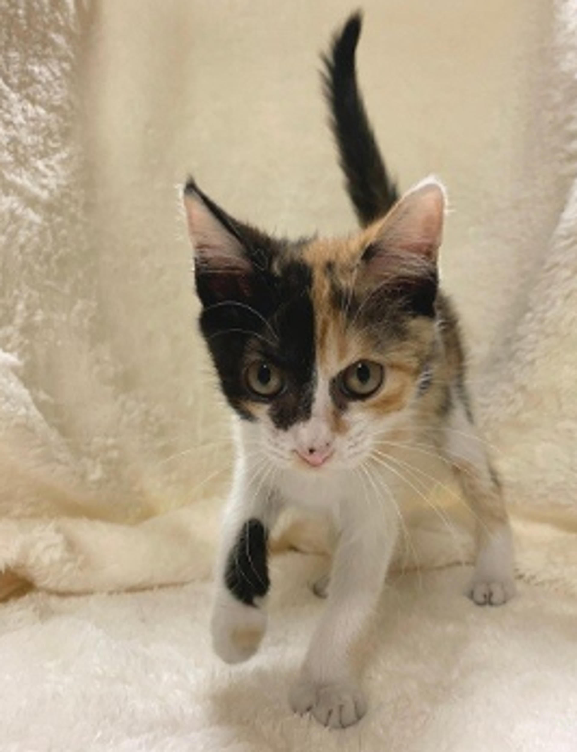 pet-image-6