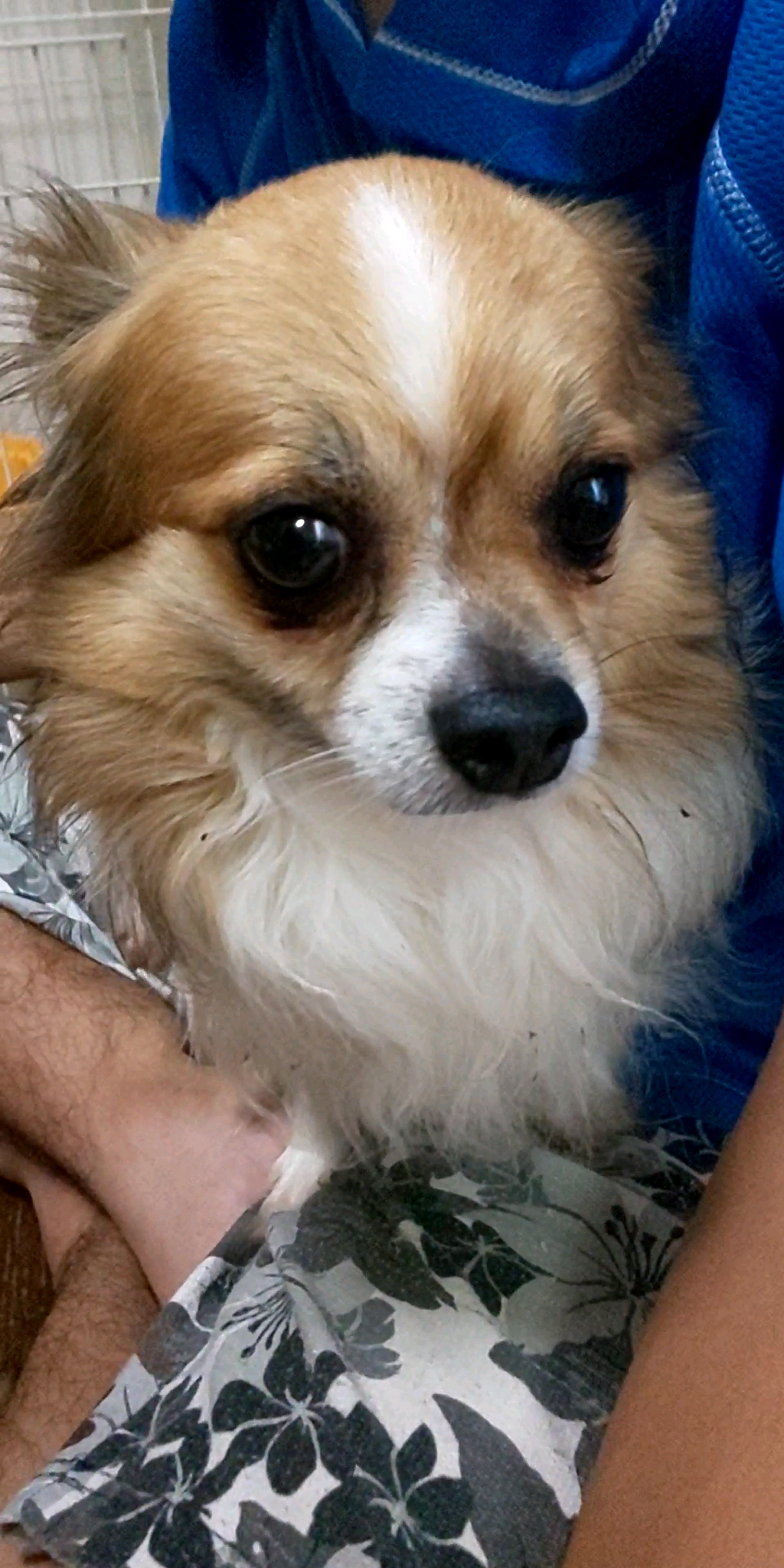 pet-image-2