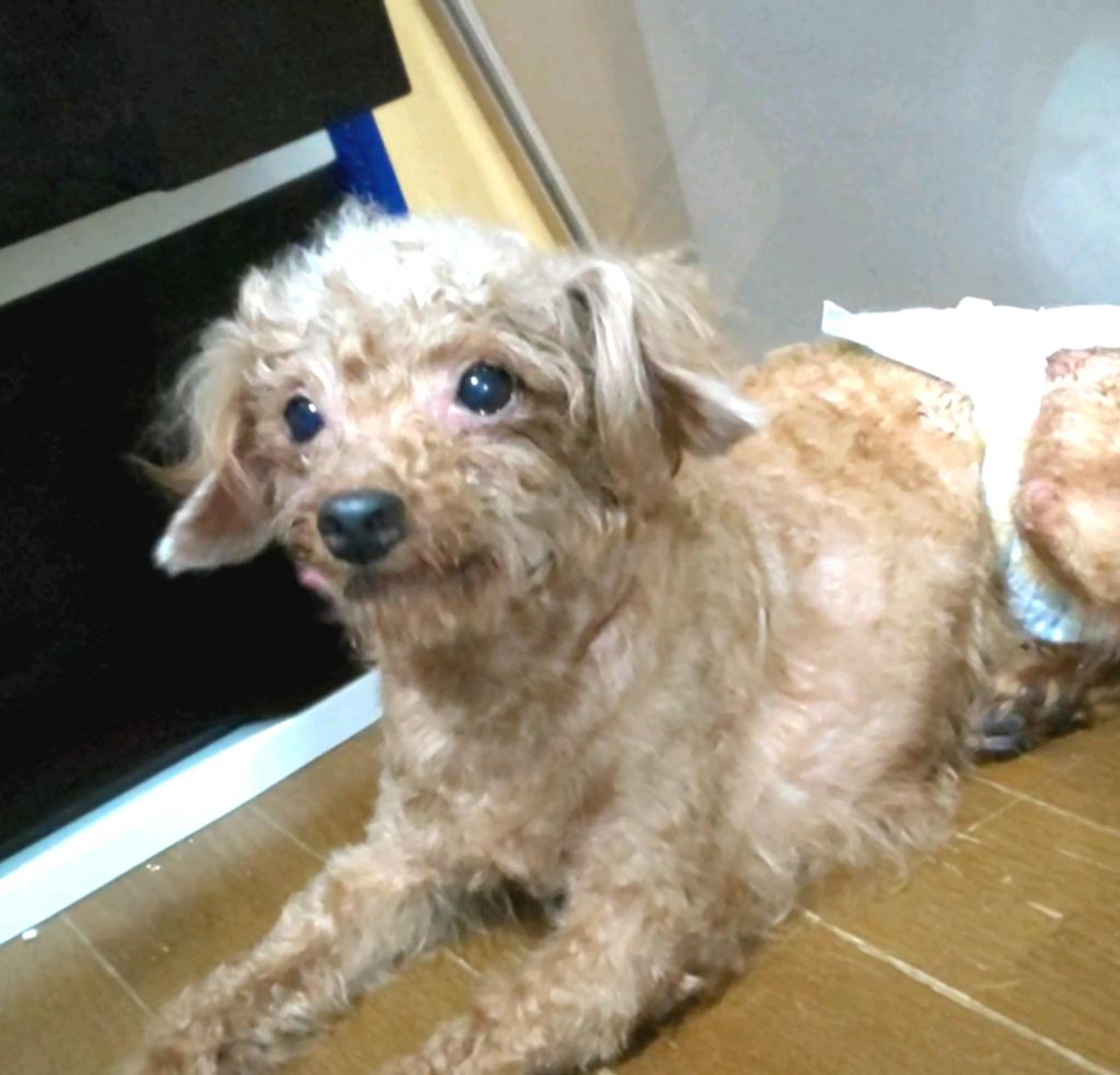 pet-image-2