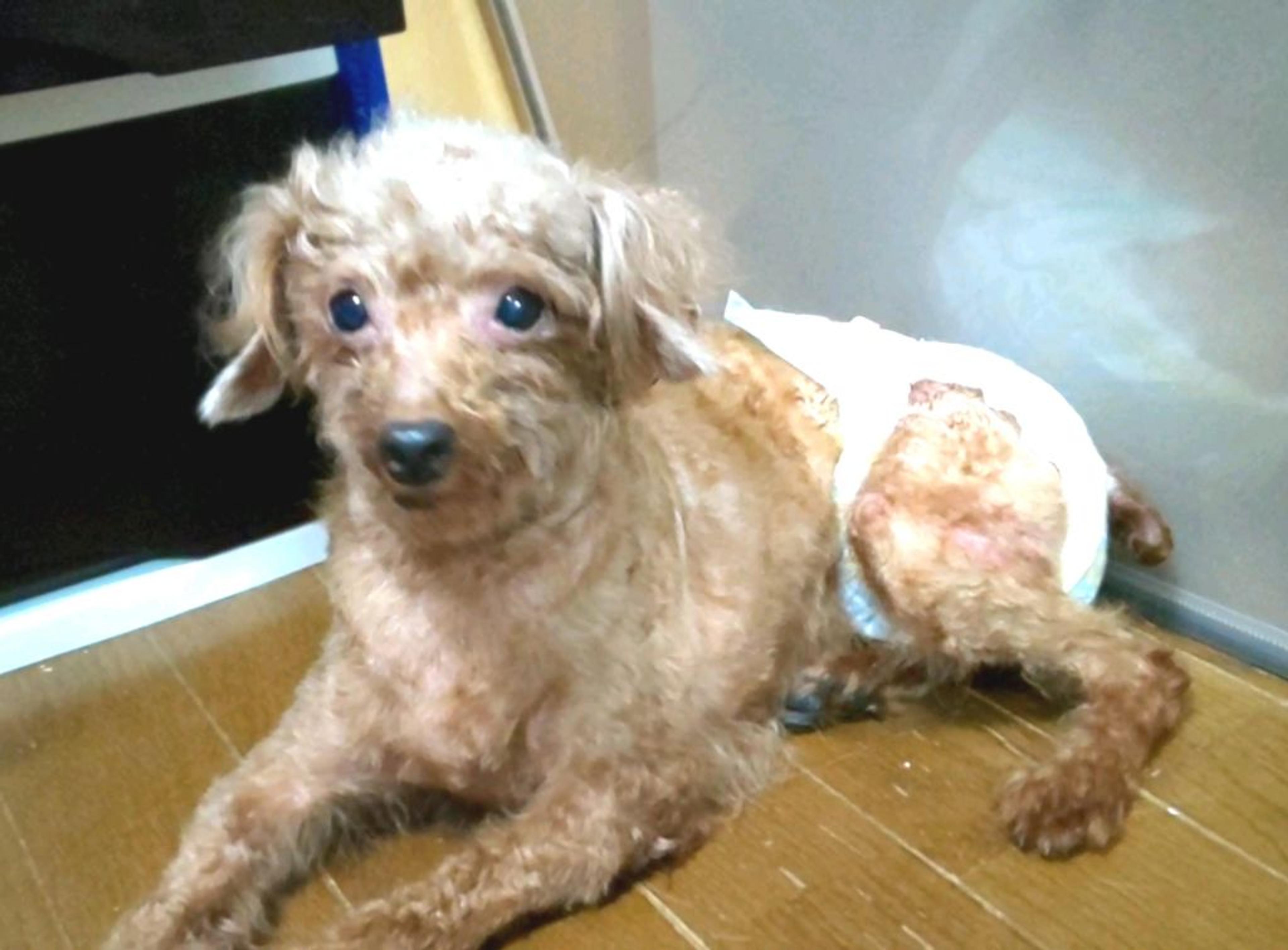 pet-image-3