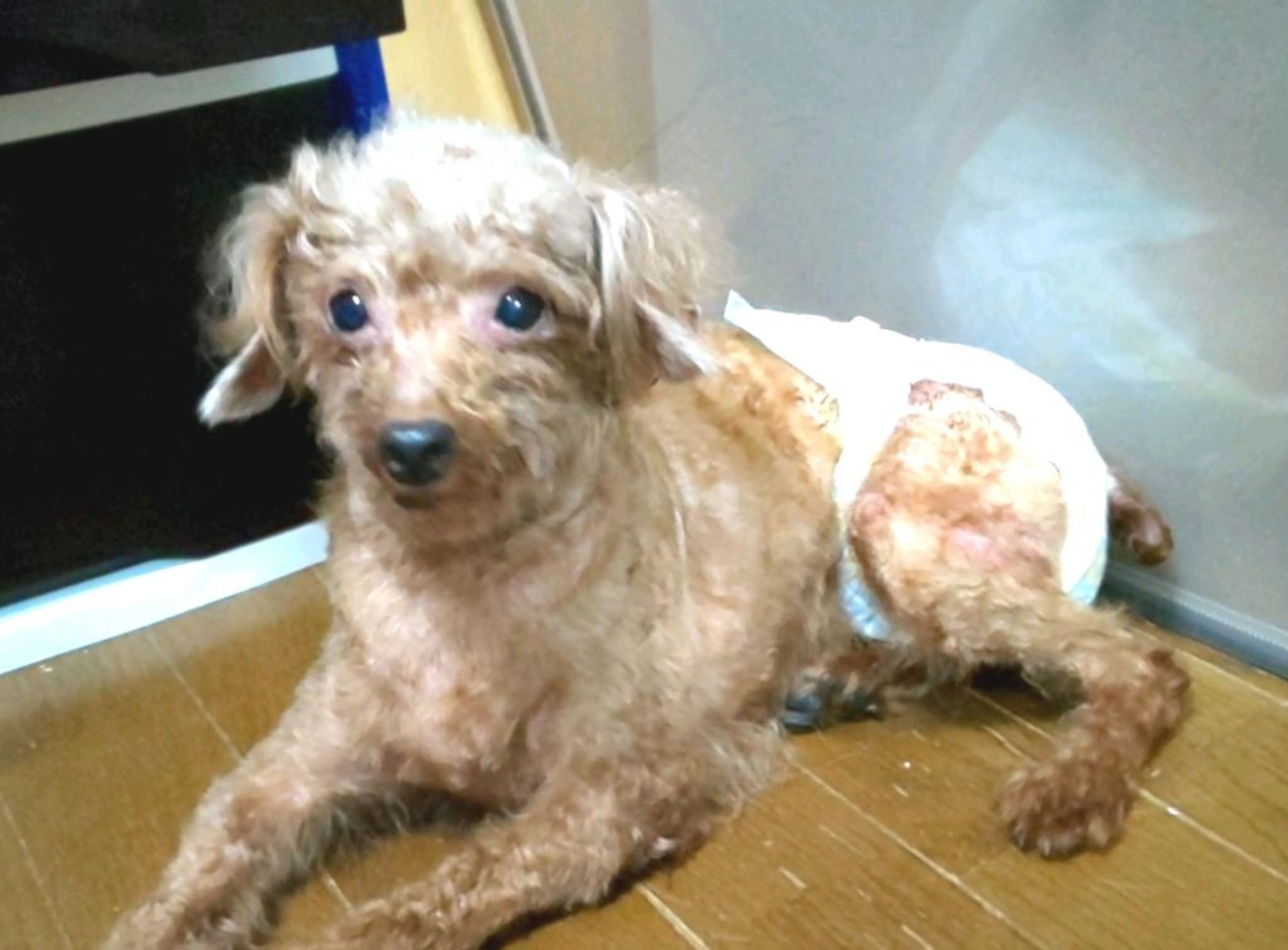 pet-image-3