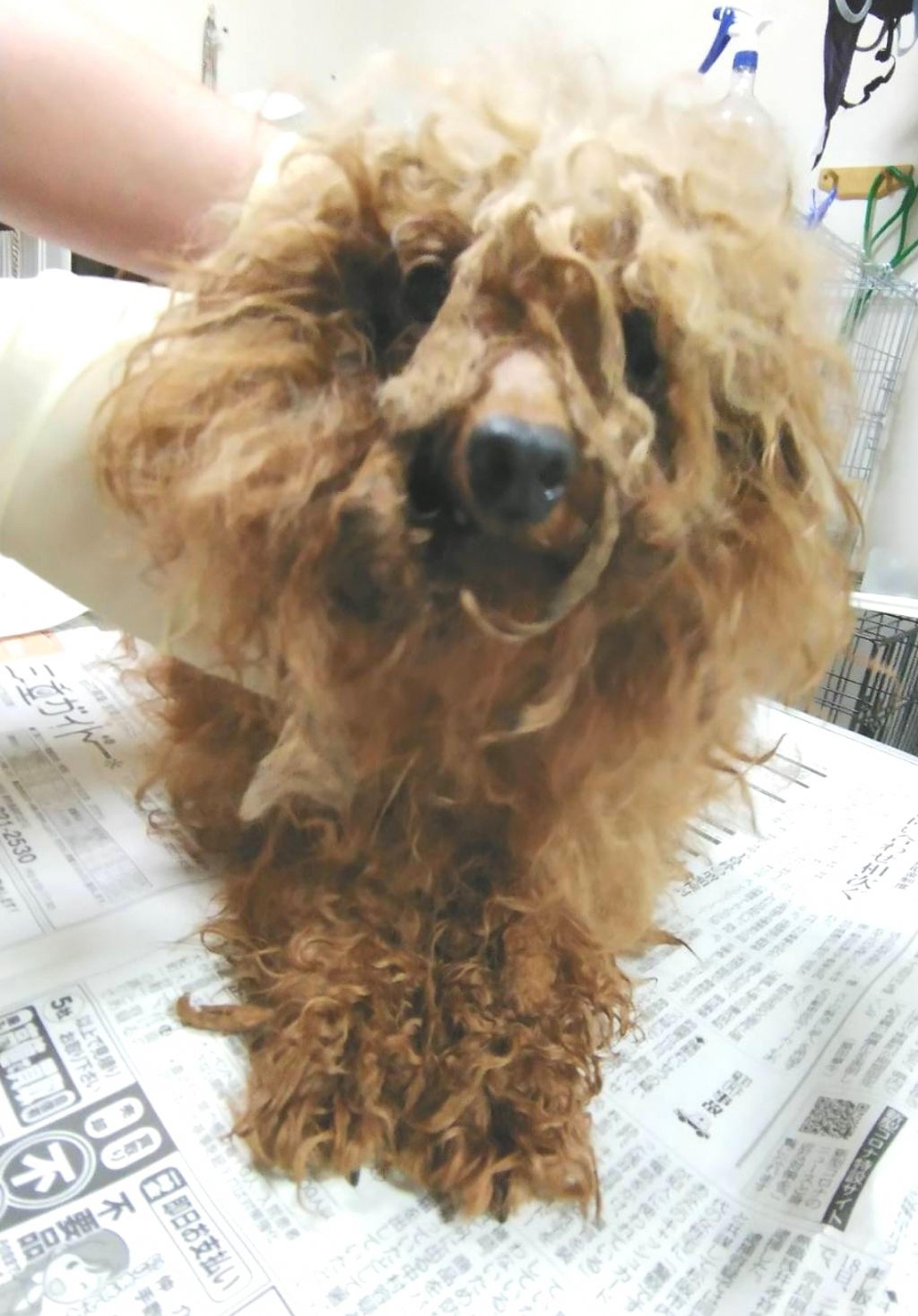 pet-image-4