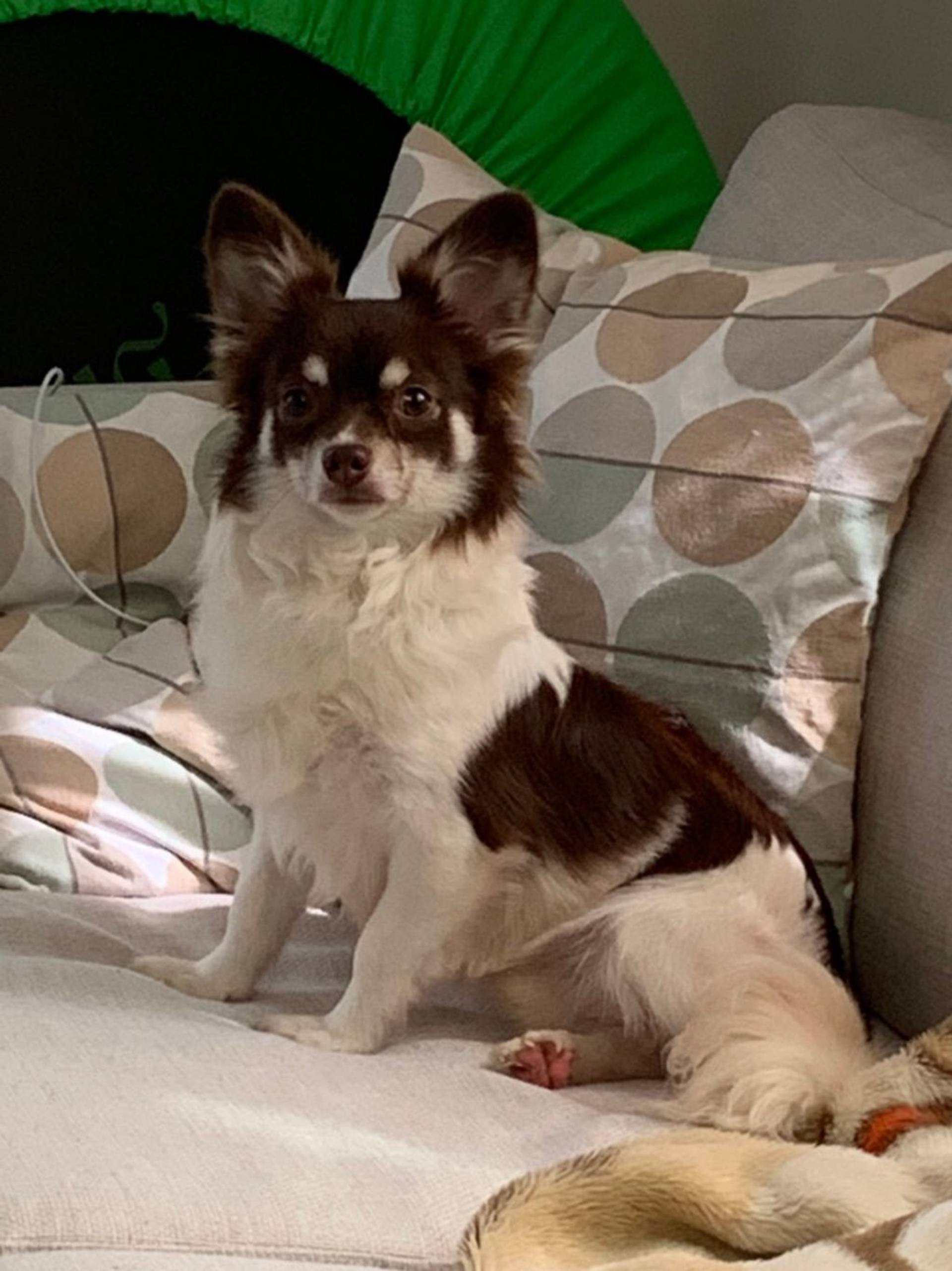 雑種（ミックス犬）・オスの里親募集の写真