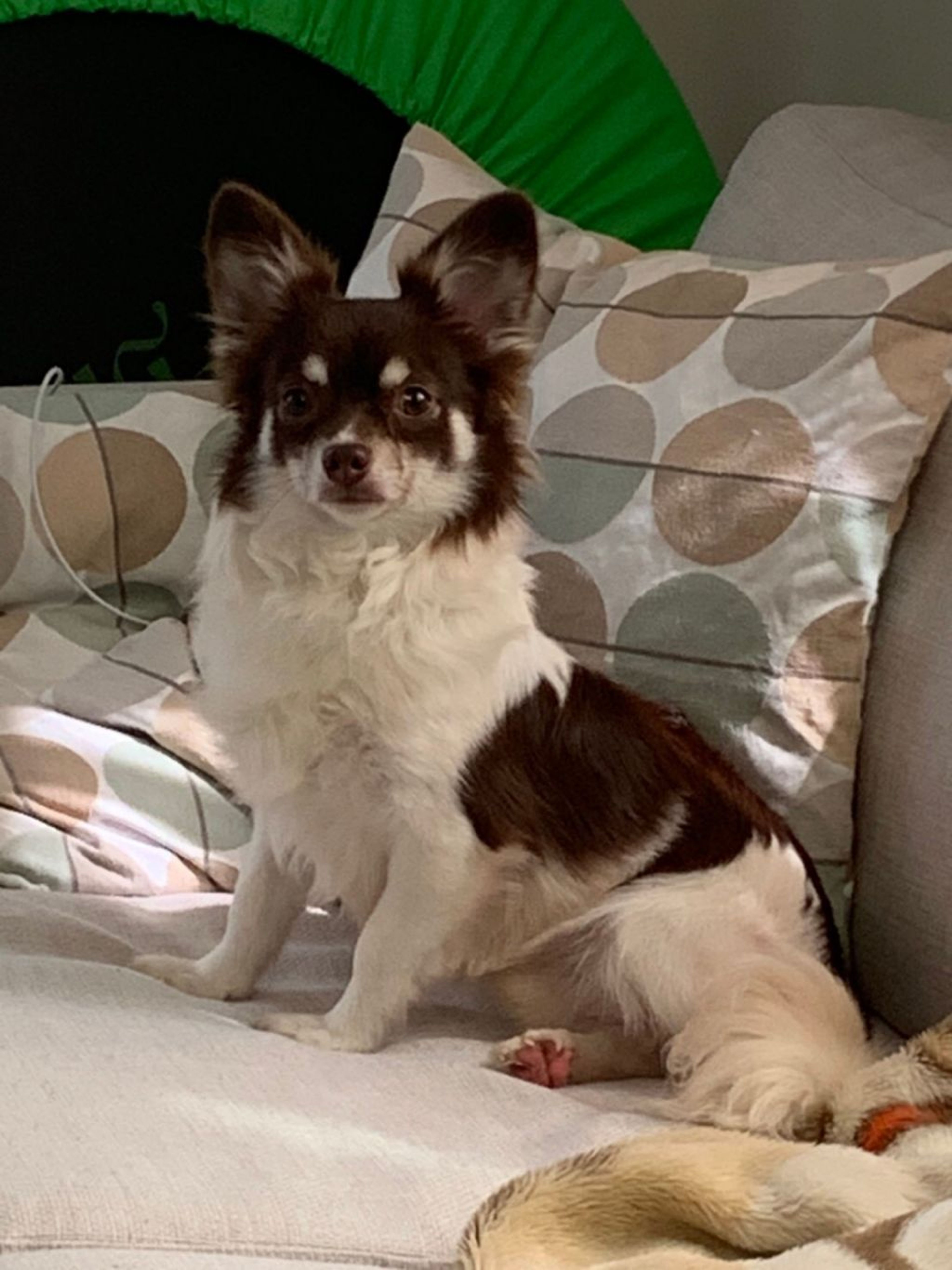 ☆たまにゃ様パネル☆パピヨン☆パグ☆チワワ ハンカチ受付 とにかく元気な甘えん坊！パピヨンチワワミックスのトレ君☆ | 雑種