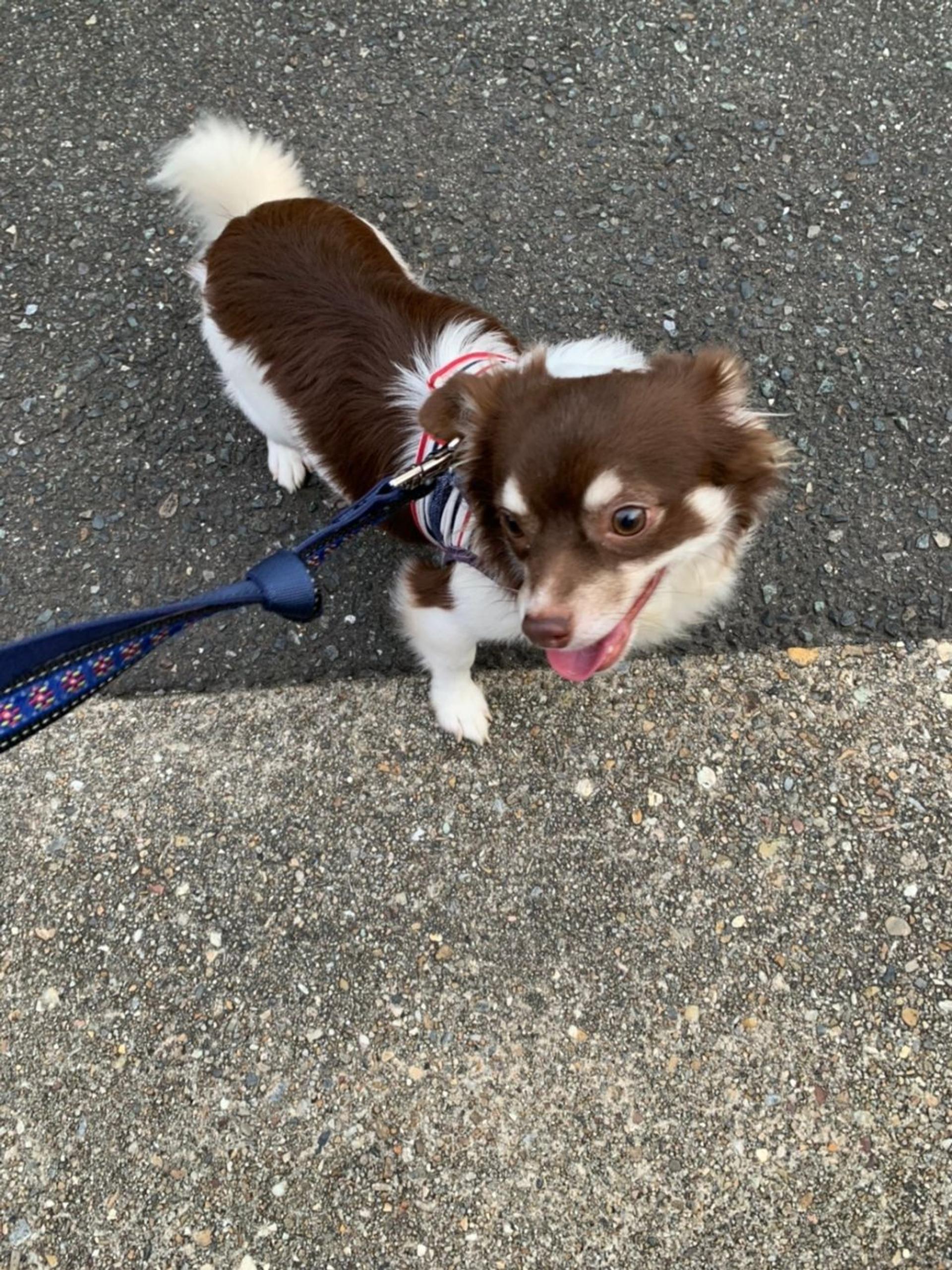 pet-image-2