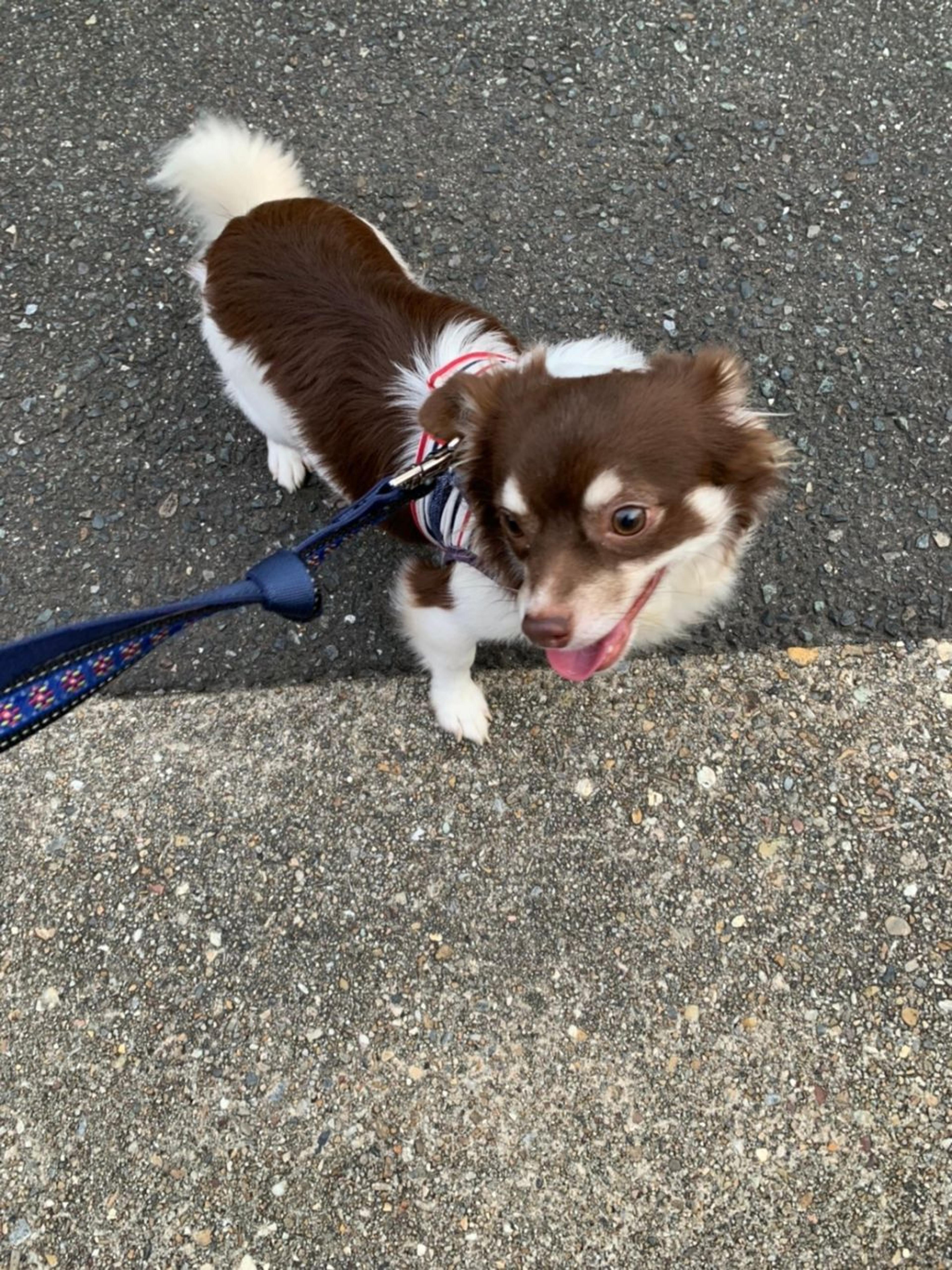 pet-image-2
