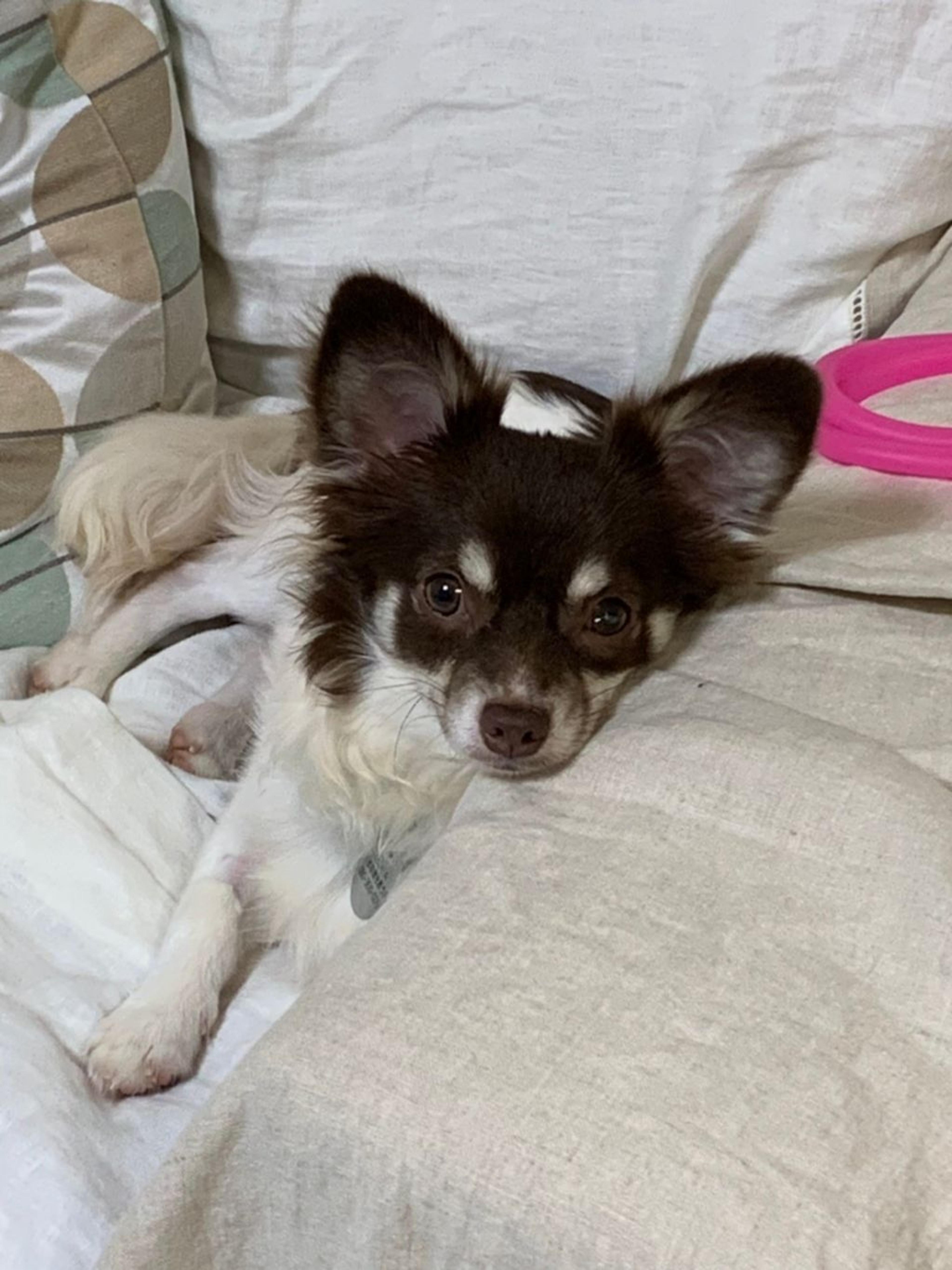 pet-image-3
