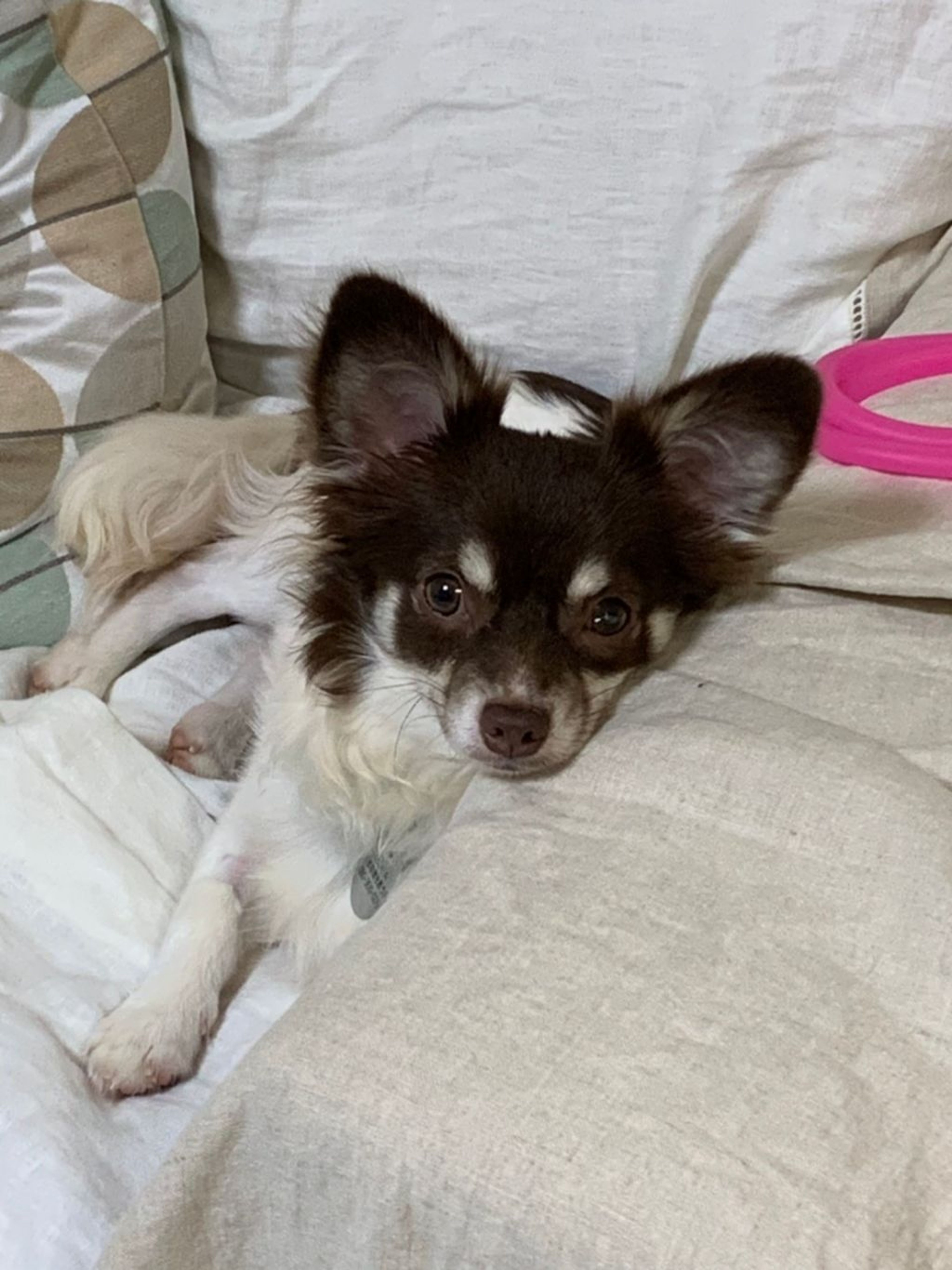 とにかく元気な甘えん坊！パピヨンチワワミックスのトレ君