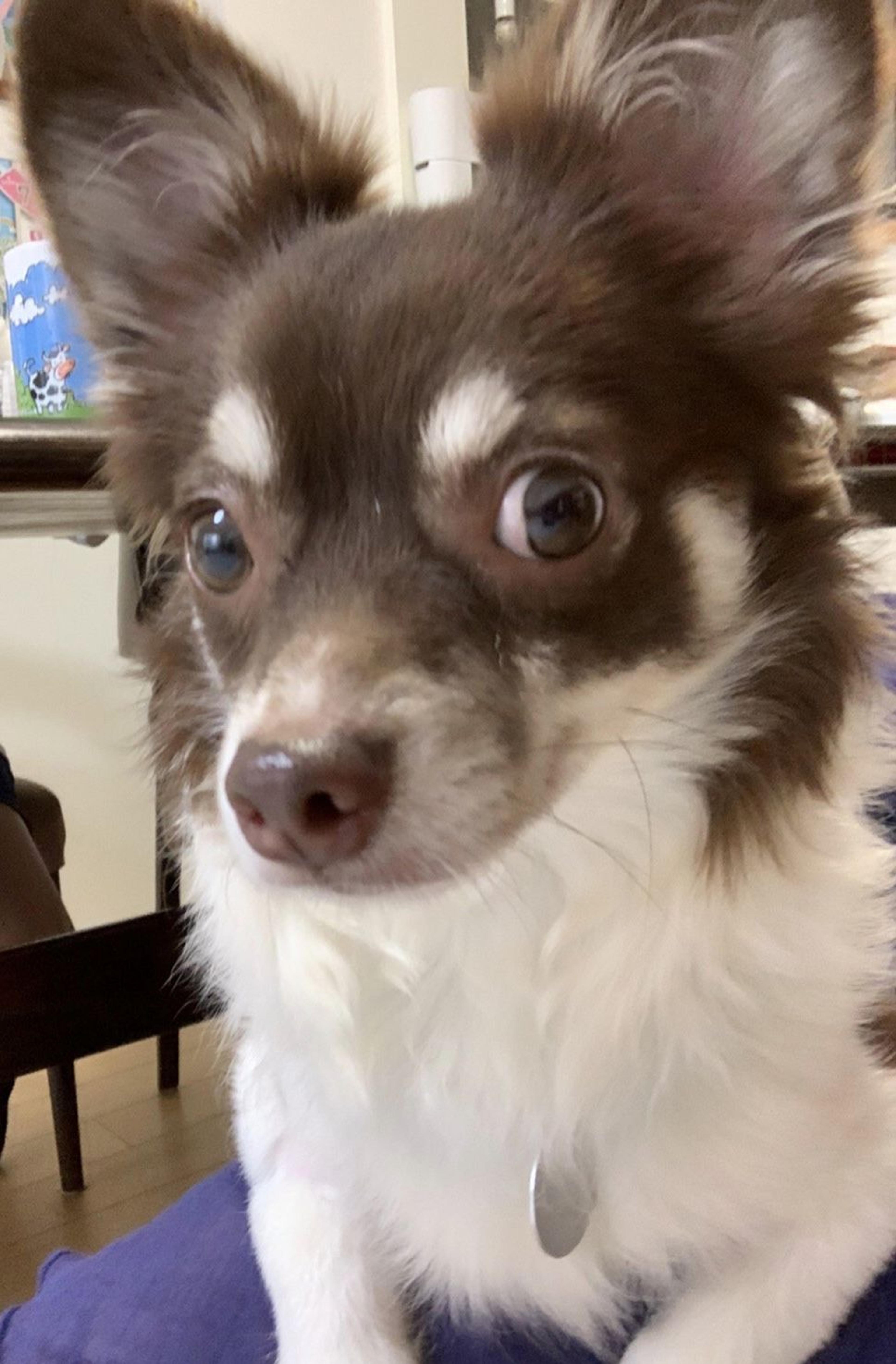 pet-image-4