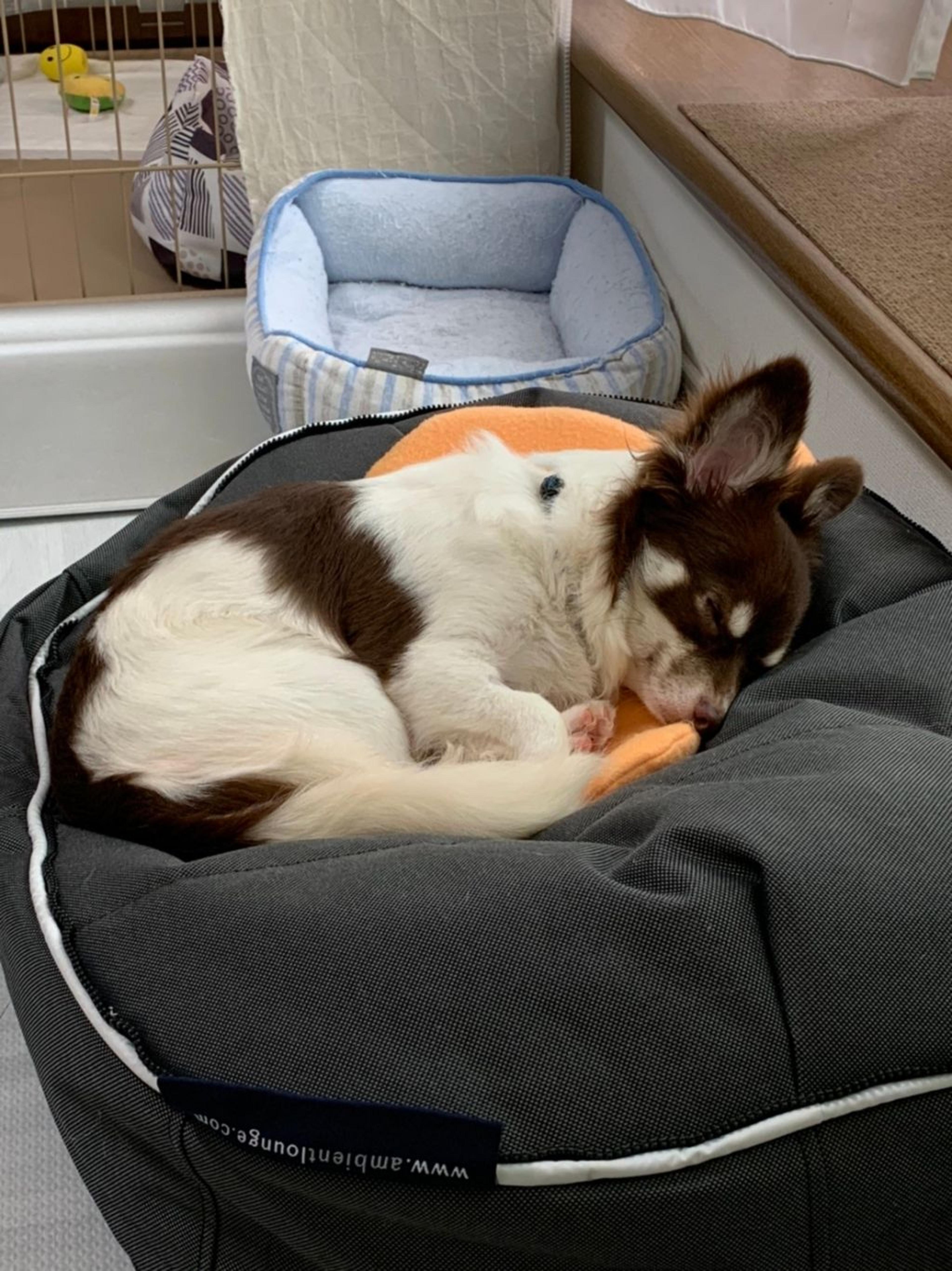 pet-image-5