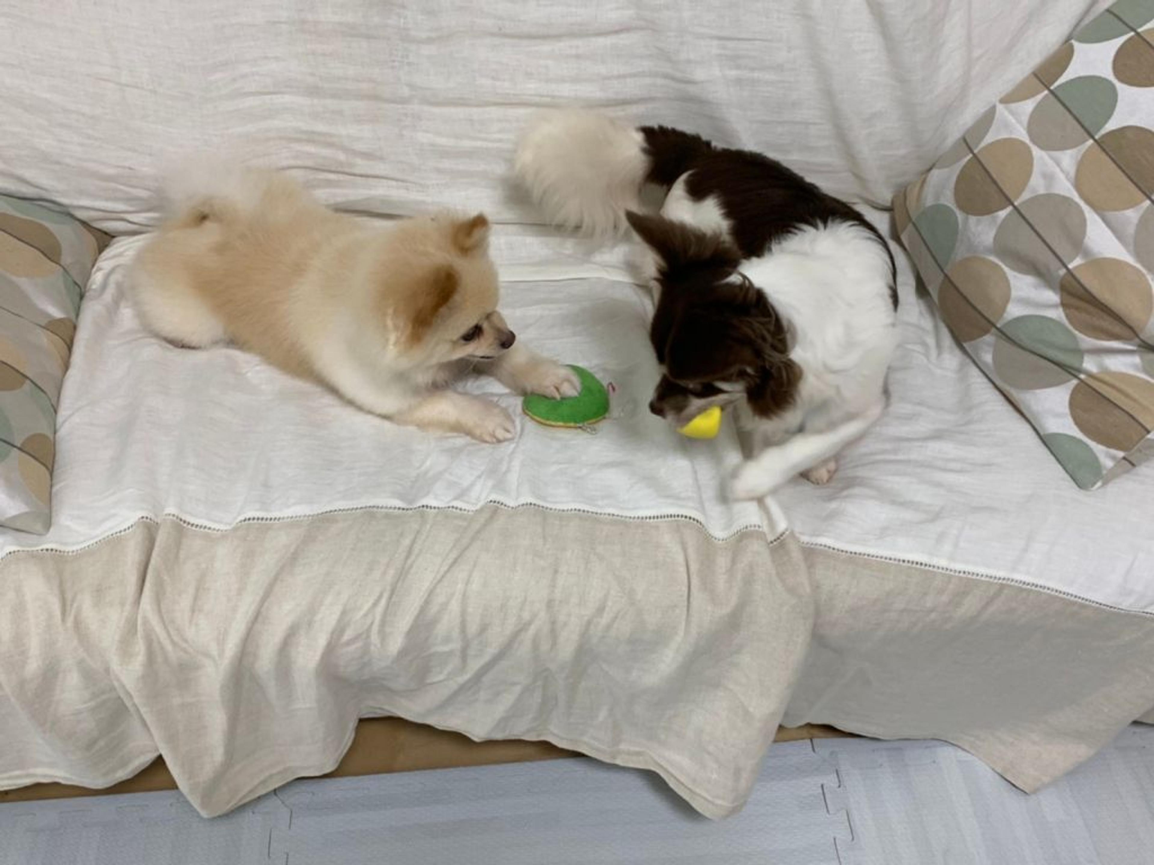 pet-image-6
