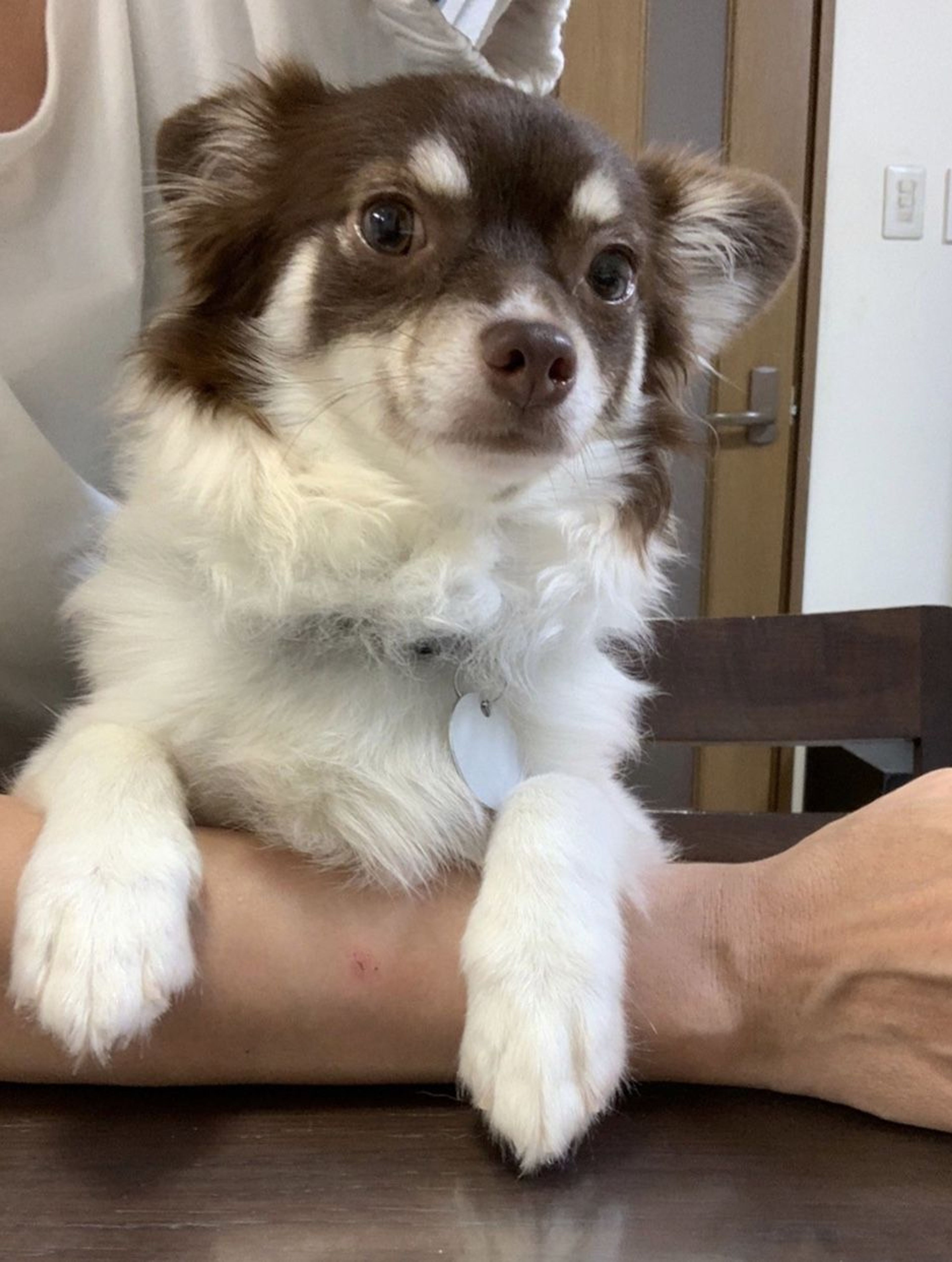 とにかく元気な甘えん坊！パピヨンチワワミックスのトレ君☆ | 雑種