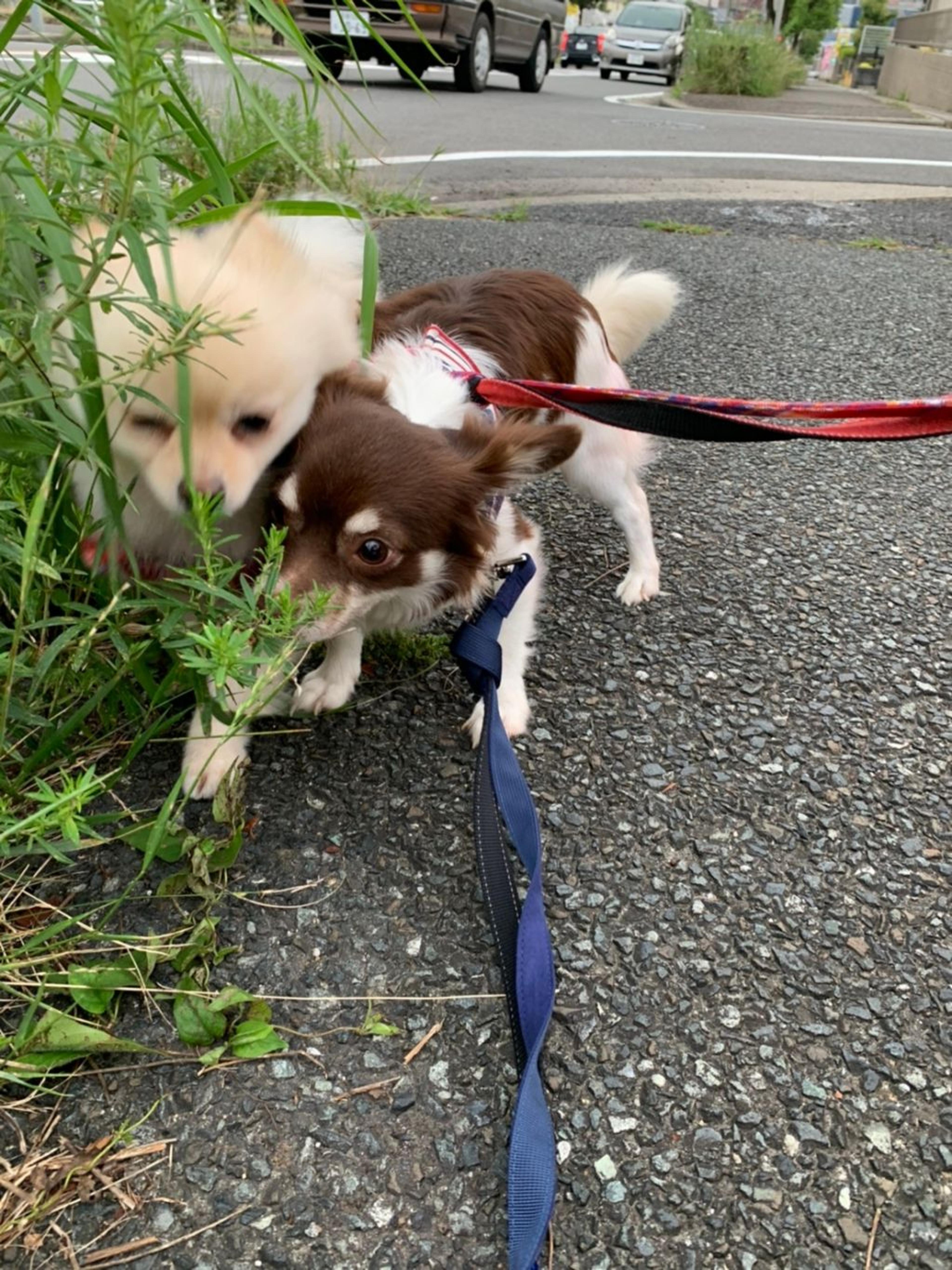 pet-image-8