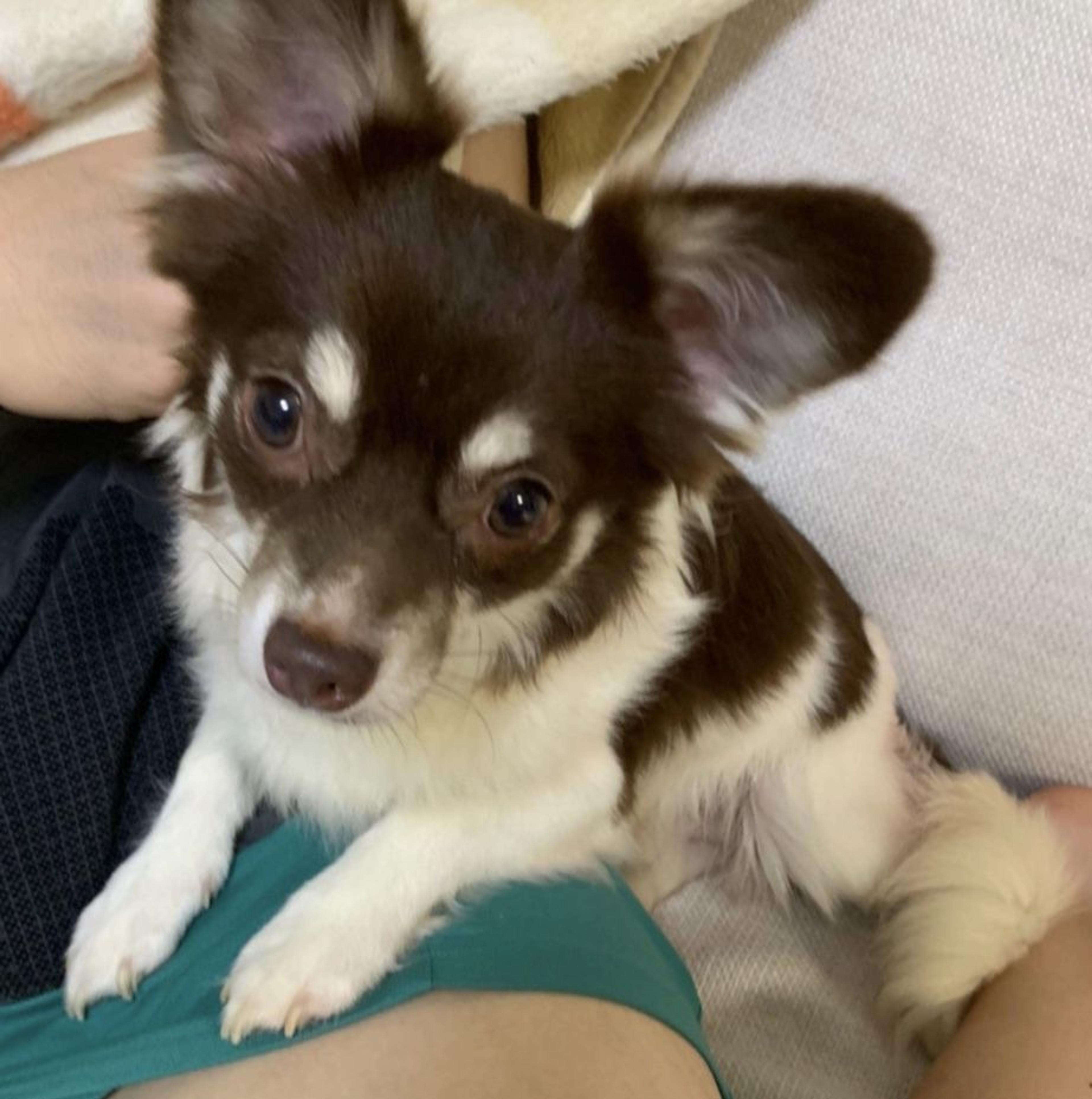 pet-image-9