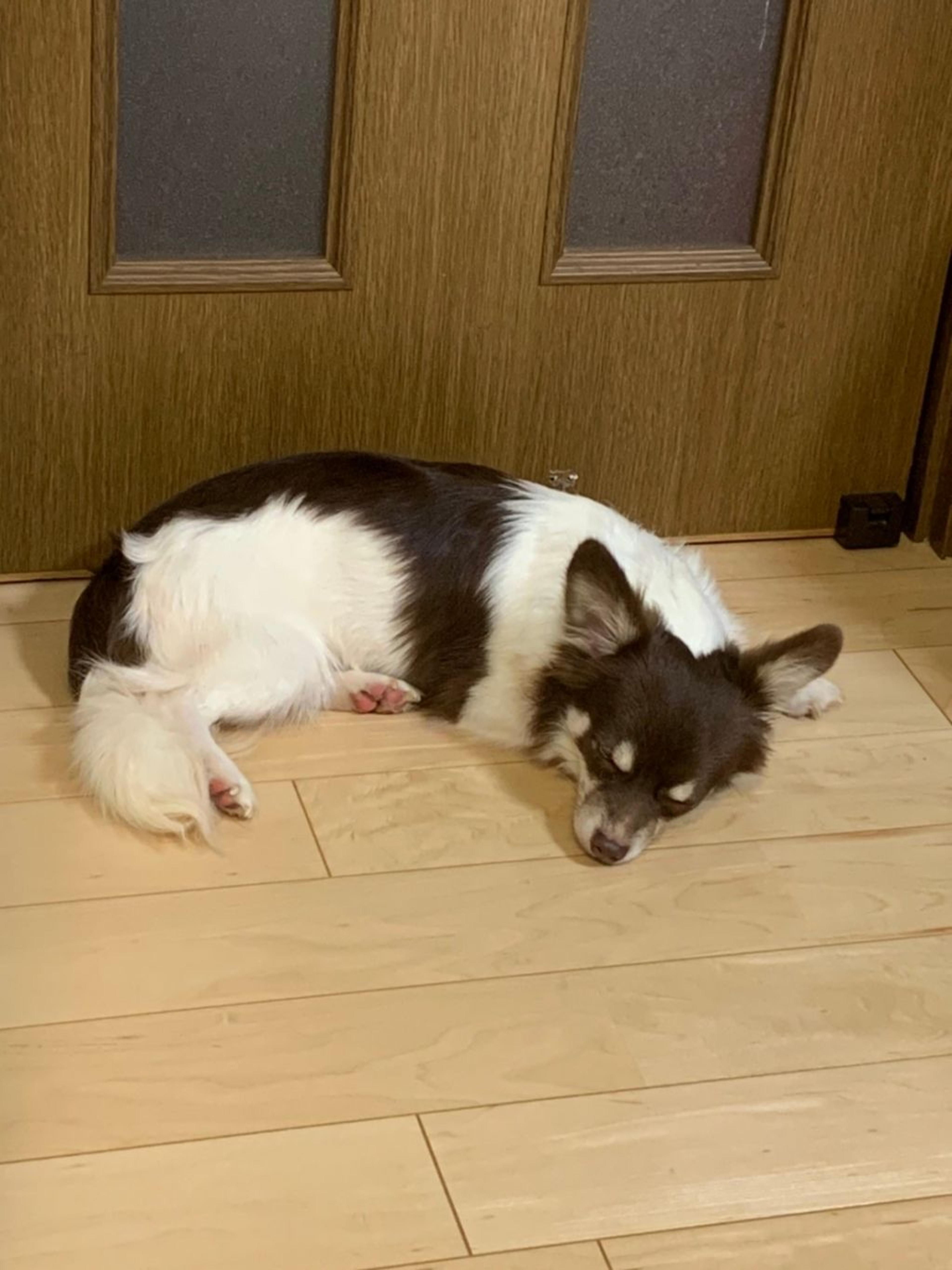 pet-image-10