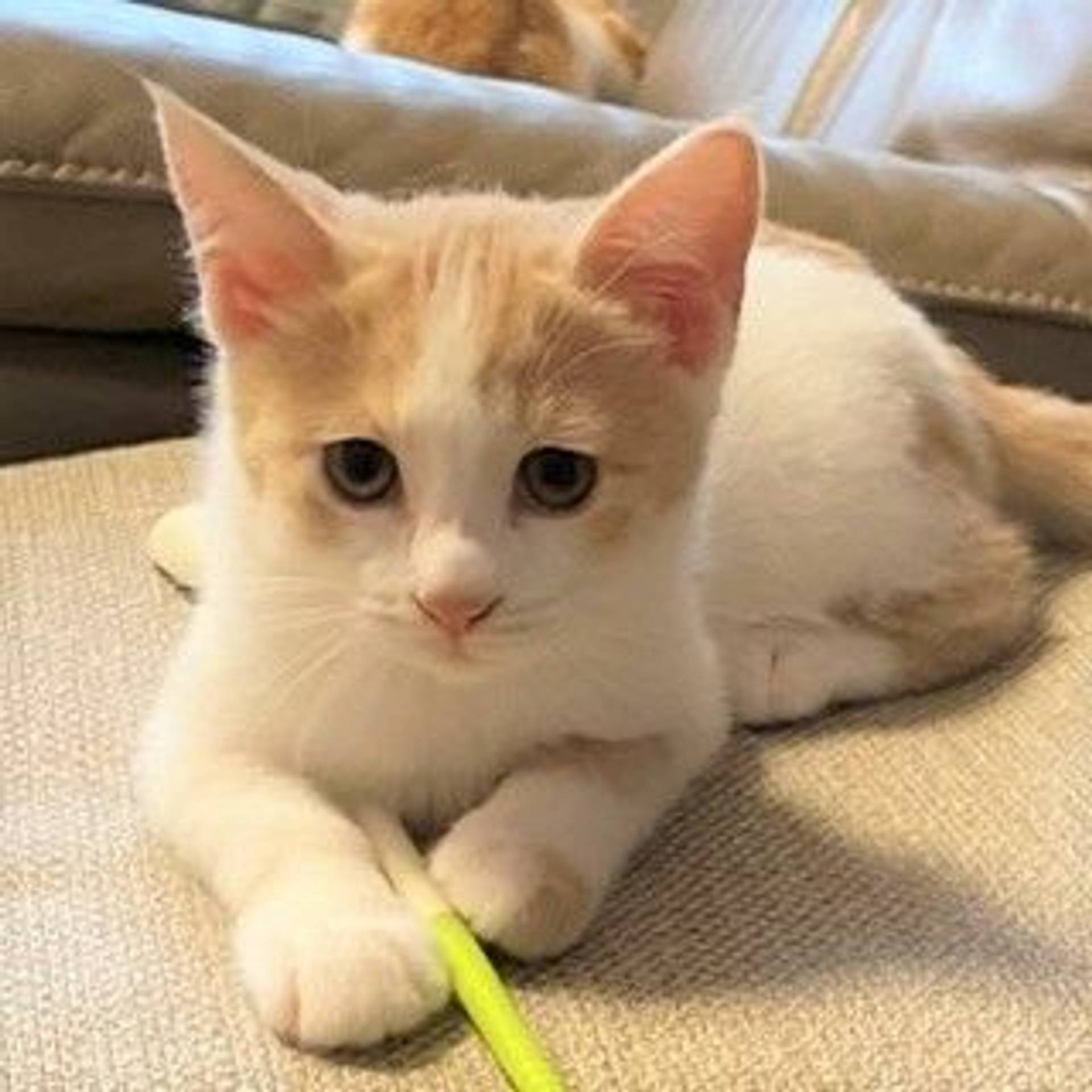 雑種（ミックス猫）・メスの里親募集の写真