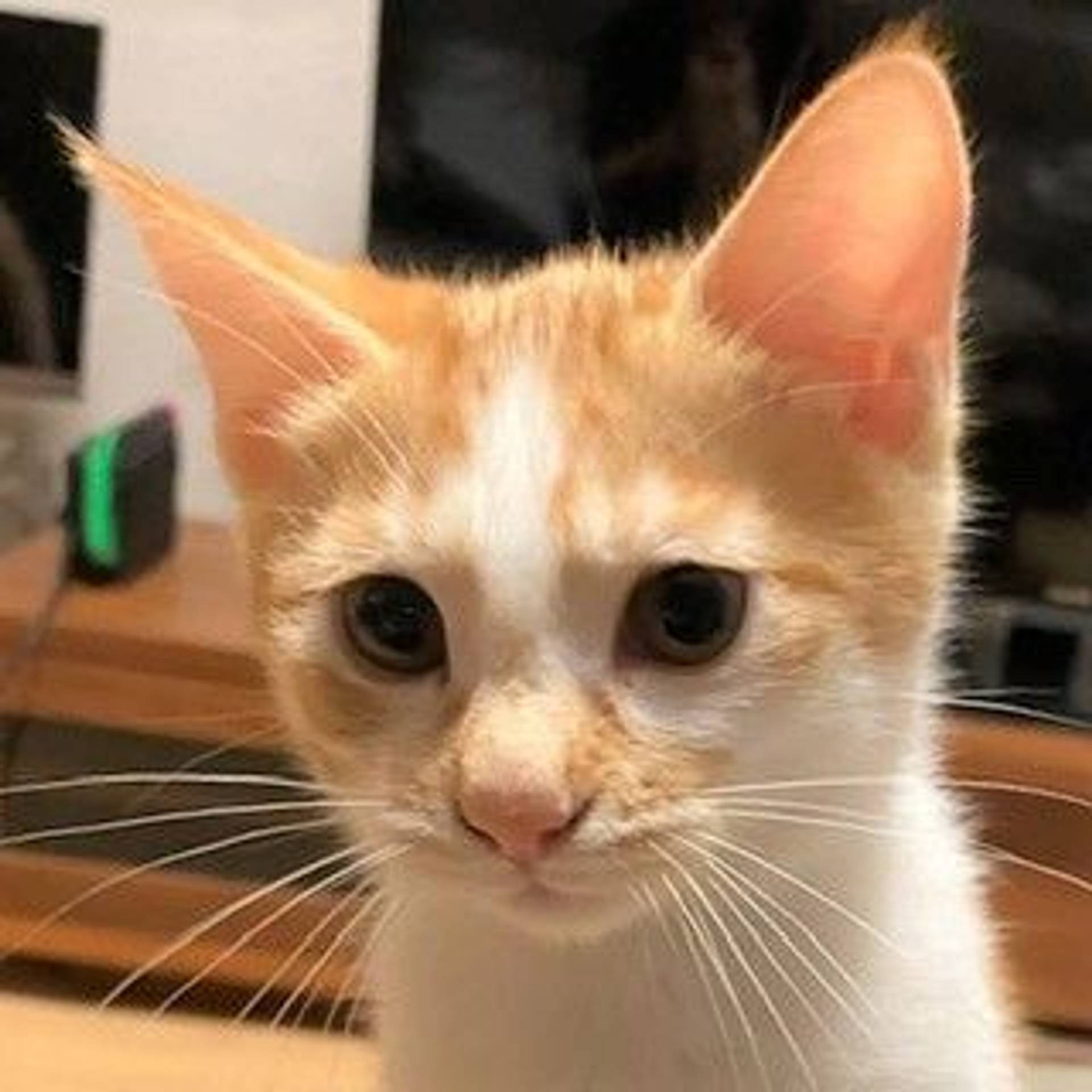 雑種（ミックス猫）・メスの里親募集の写真