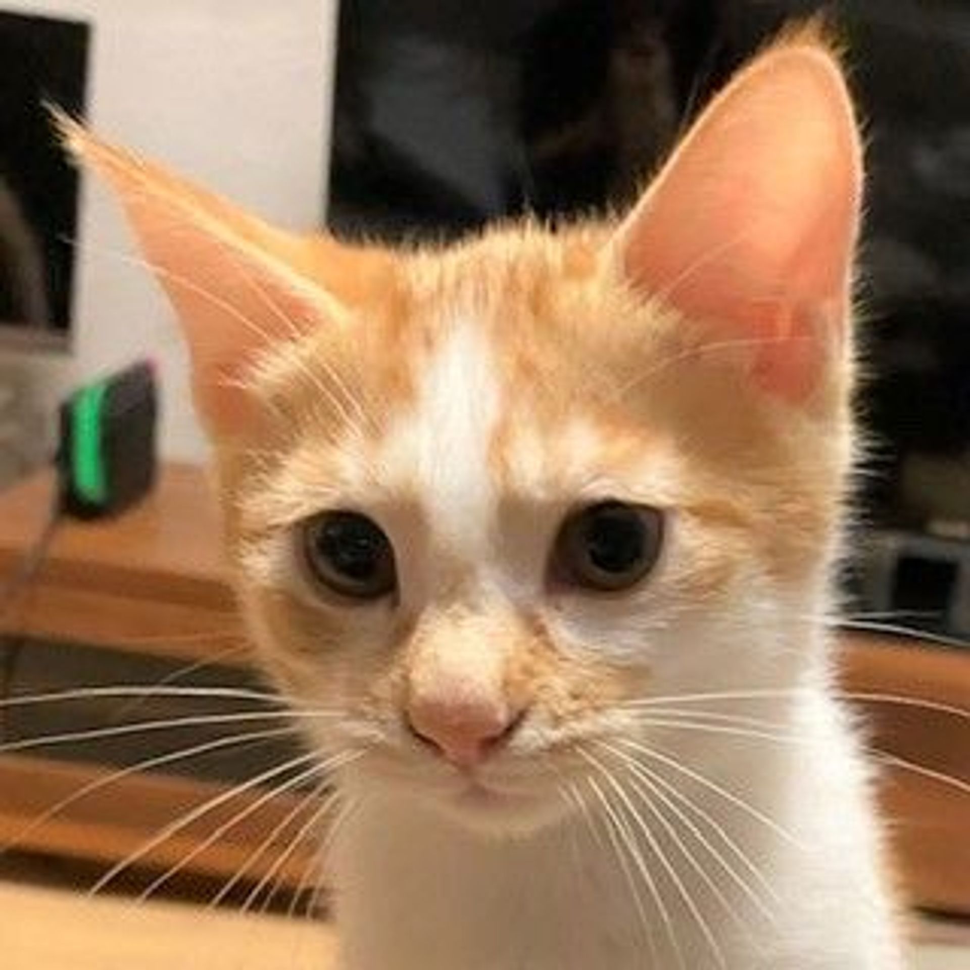 雑種（ミックス猫）・メスの里親募集の写真