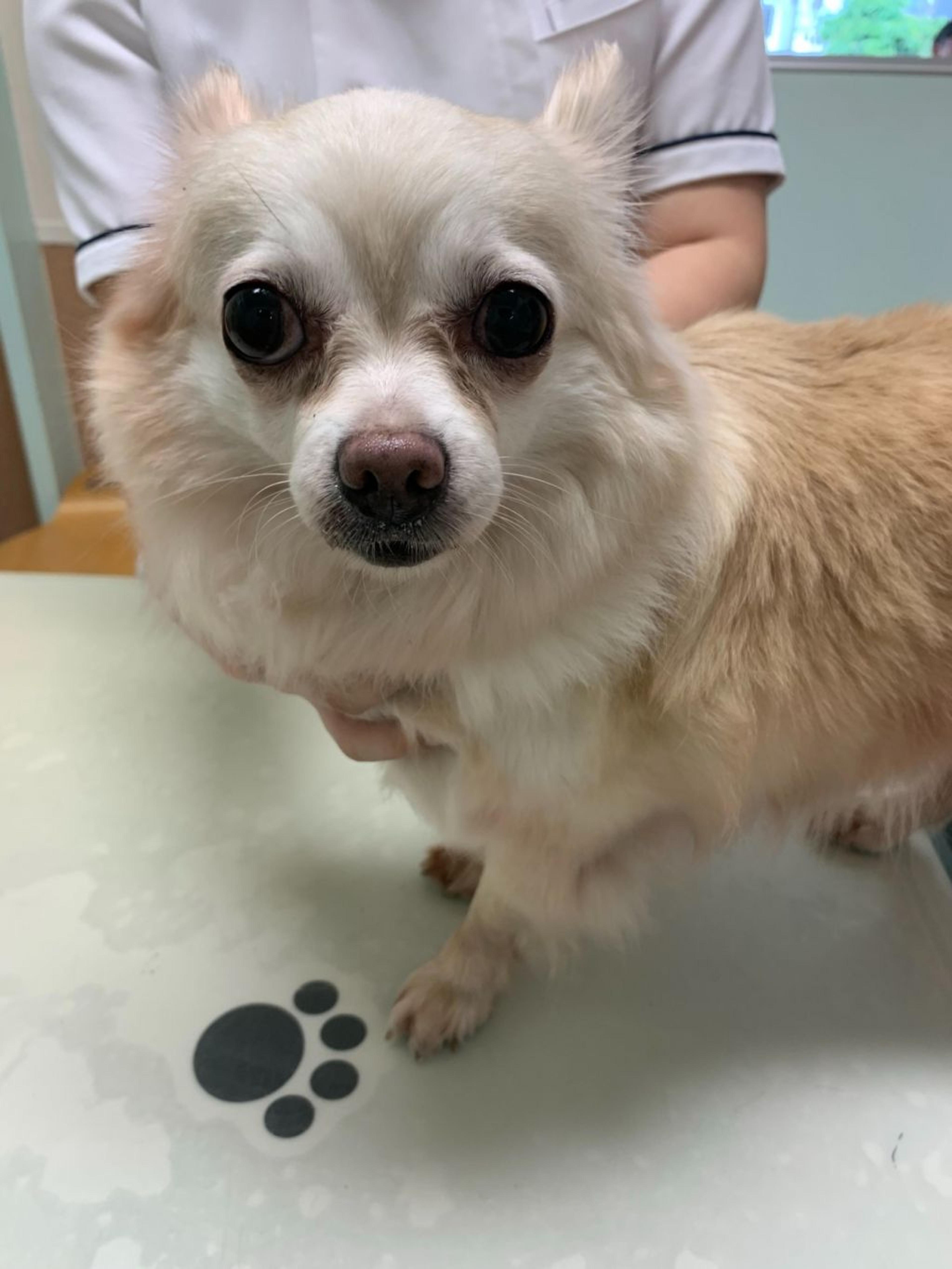 pet-image-2