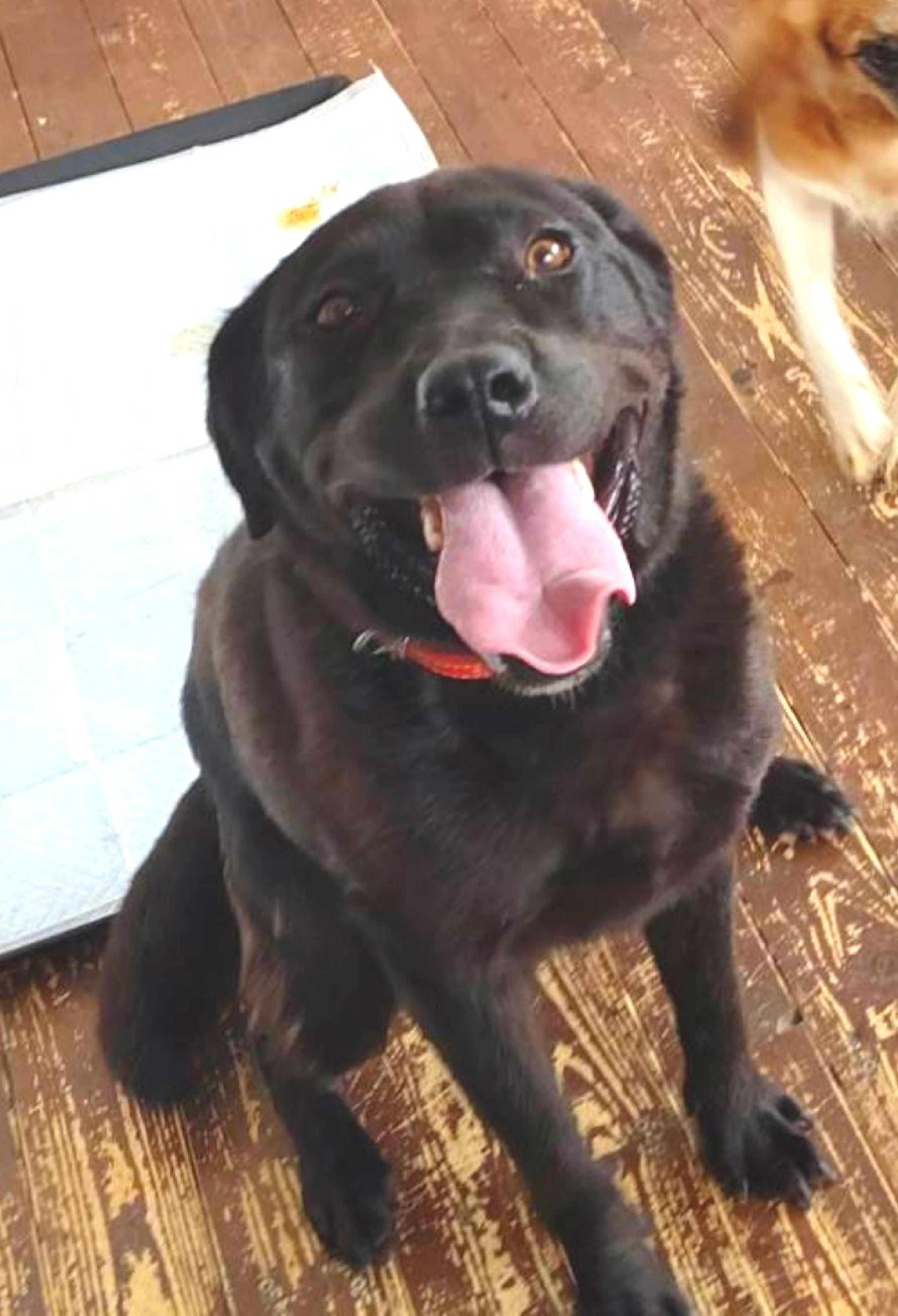 pet-image-4