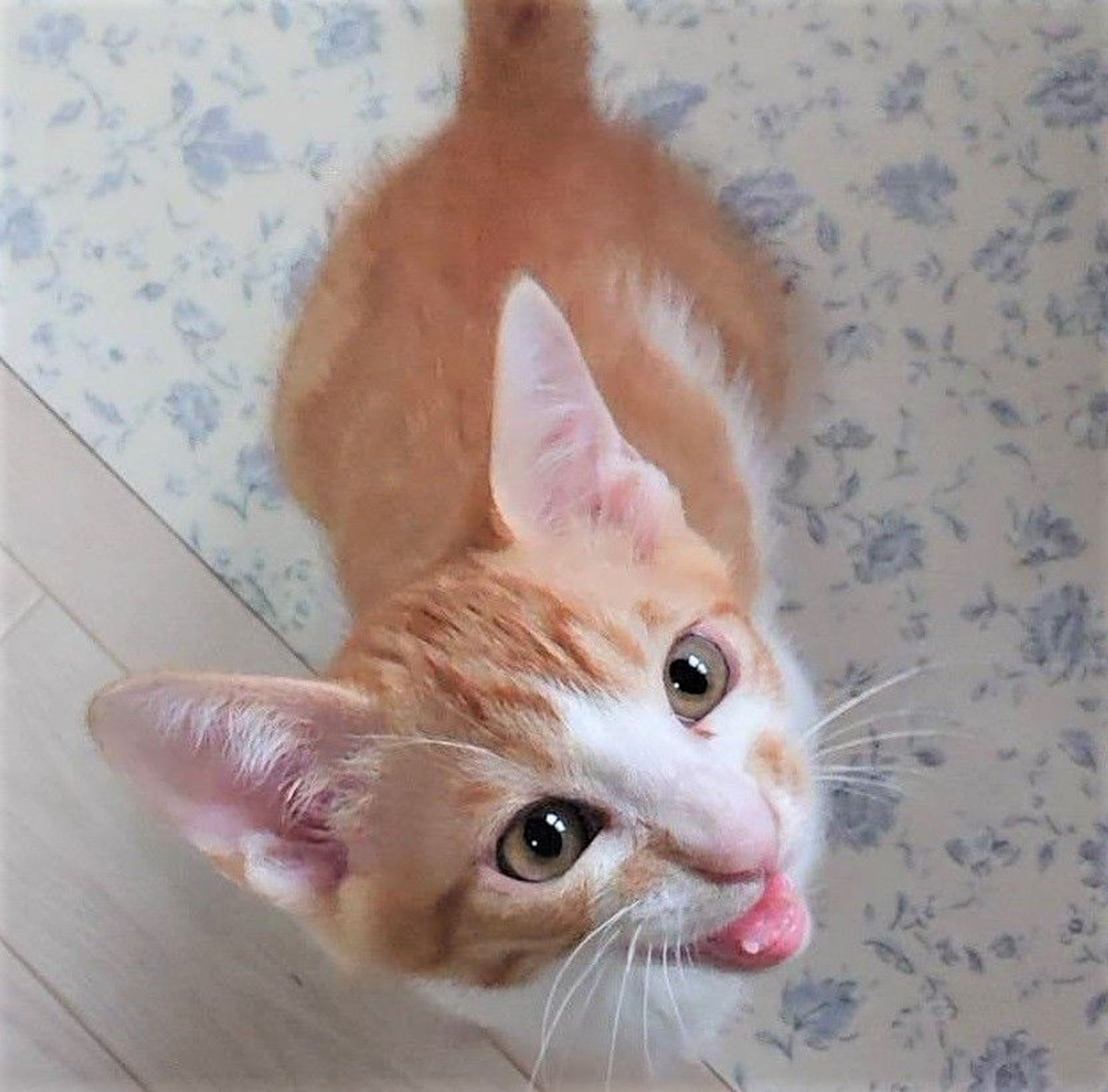 雑種（ミックス猫）・オスの里親募集の写真