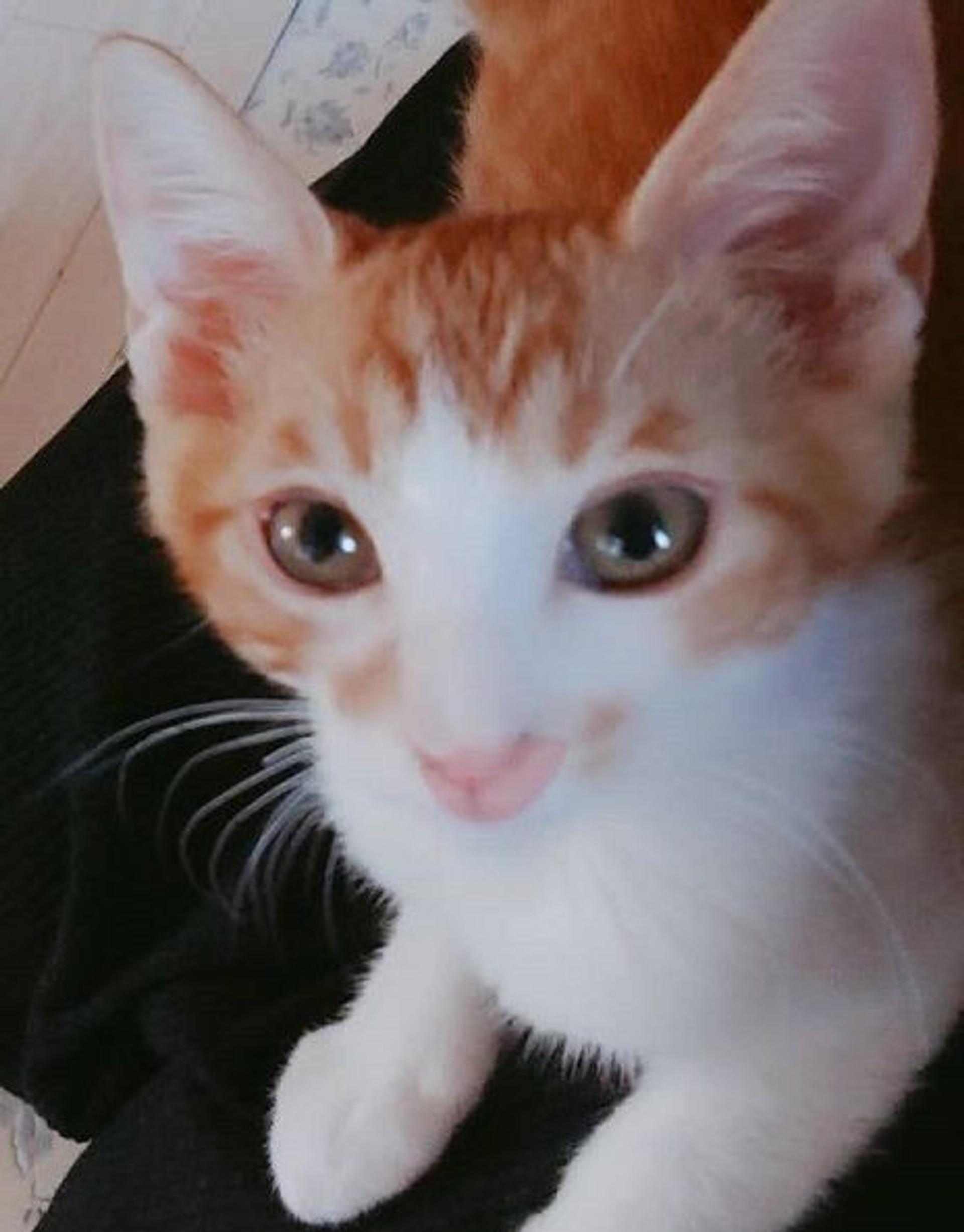 pet-image-4