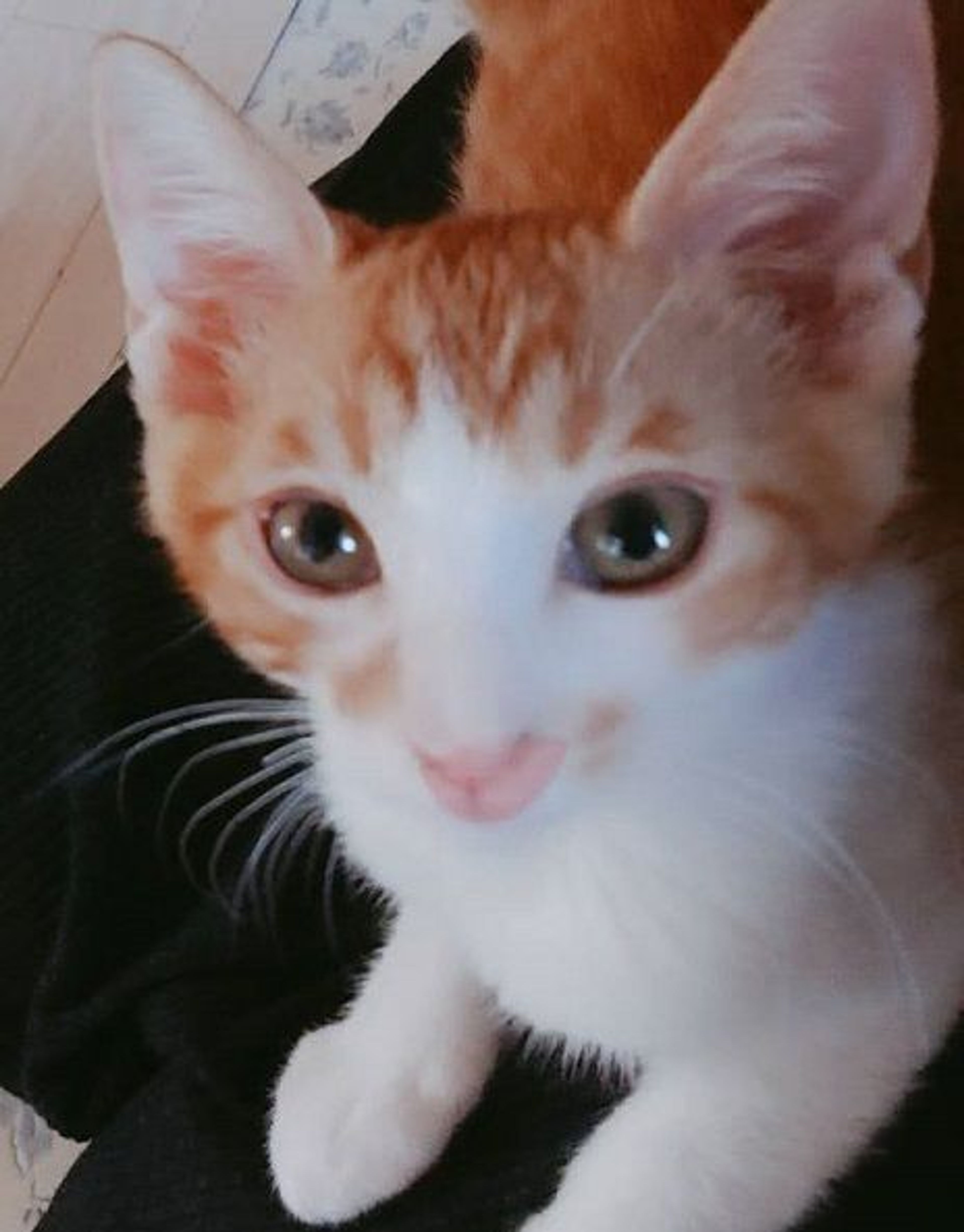pet-image-4