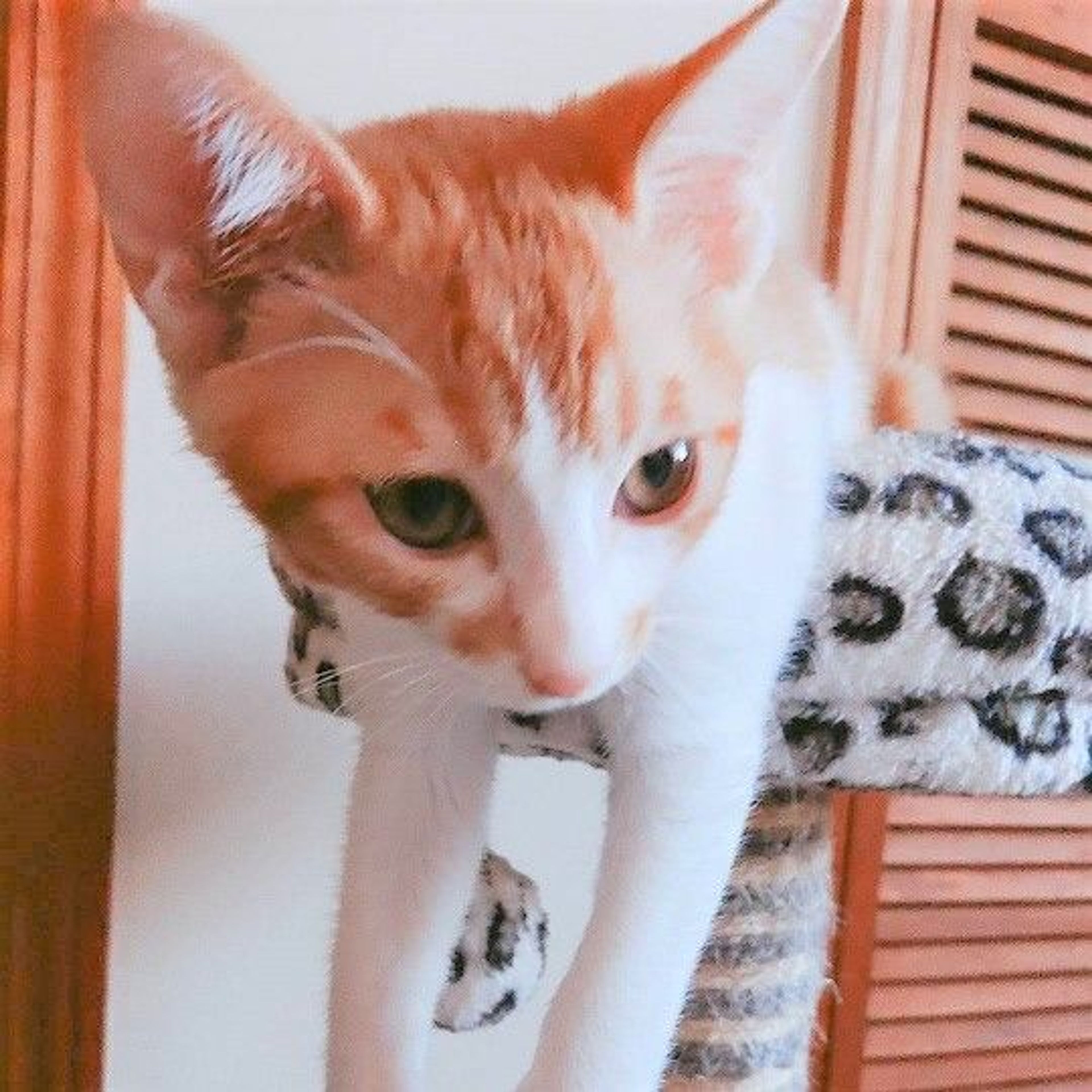 pet-image-5