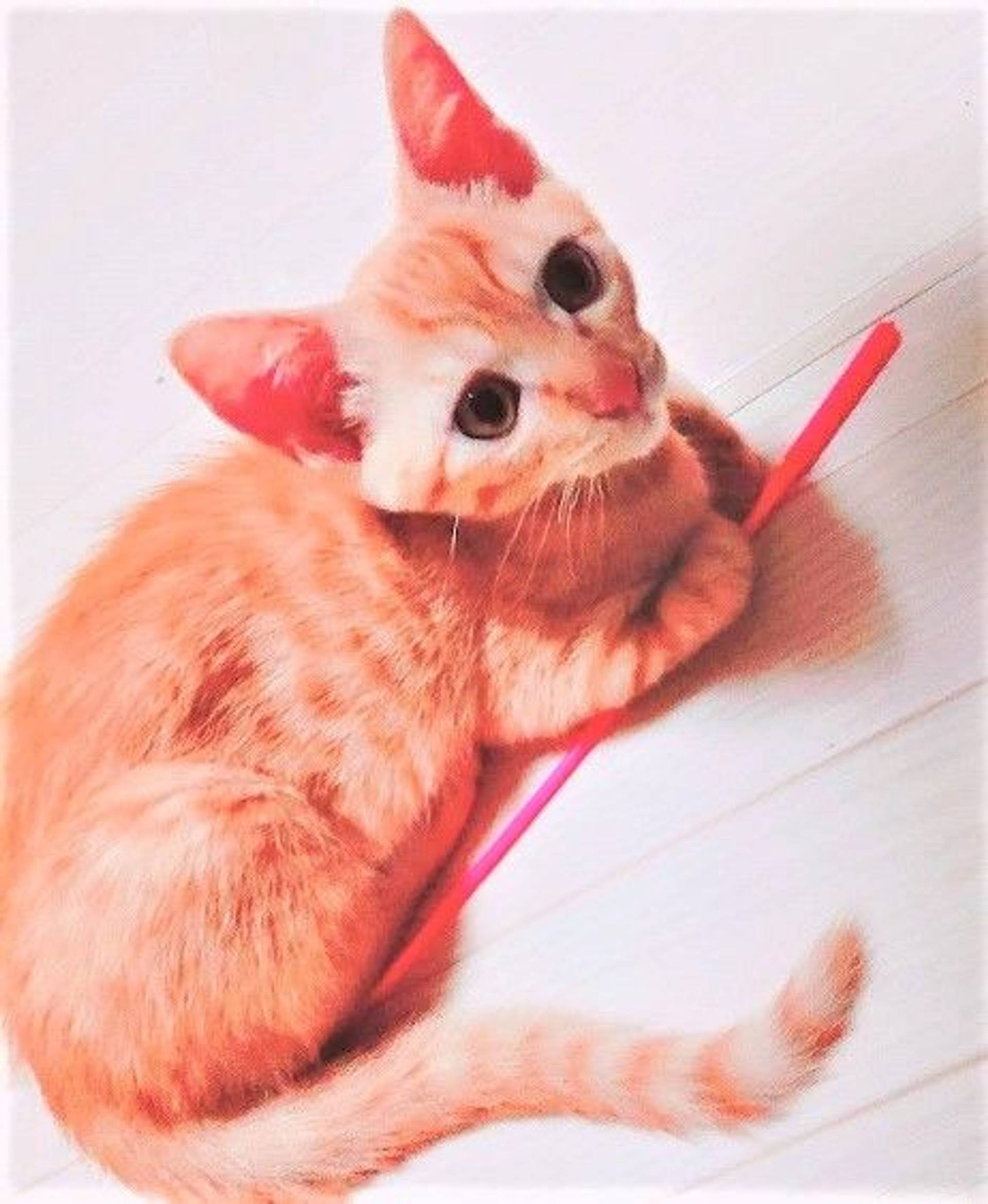 雑種（ミックス猫）・オスの里親募集の写真