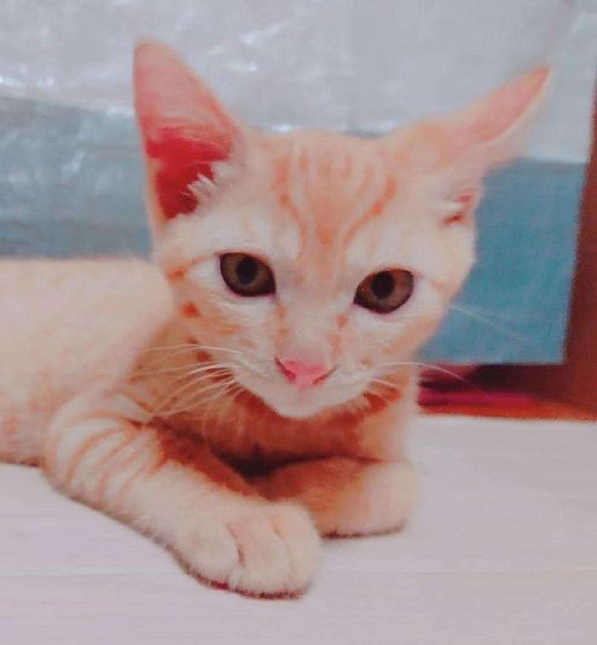 pet-image-2