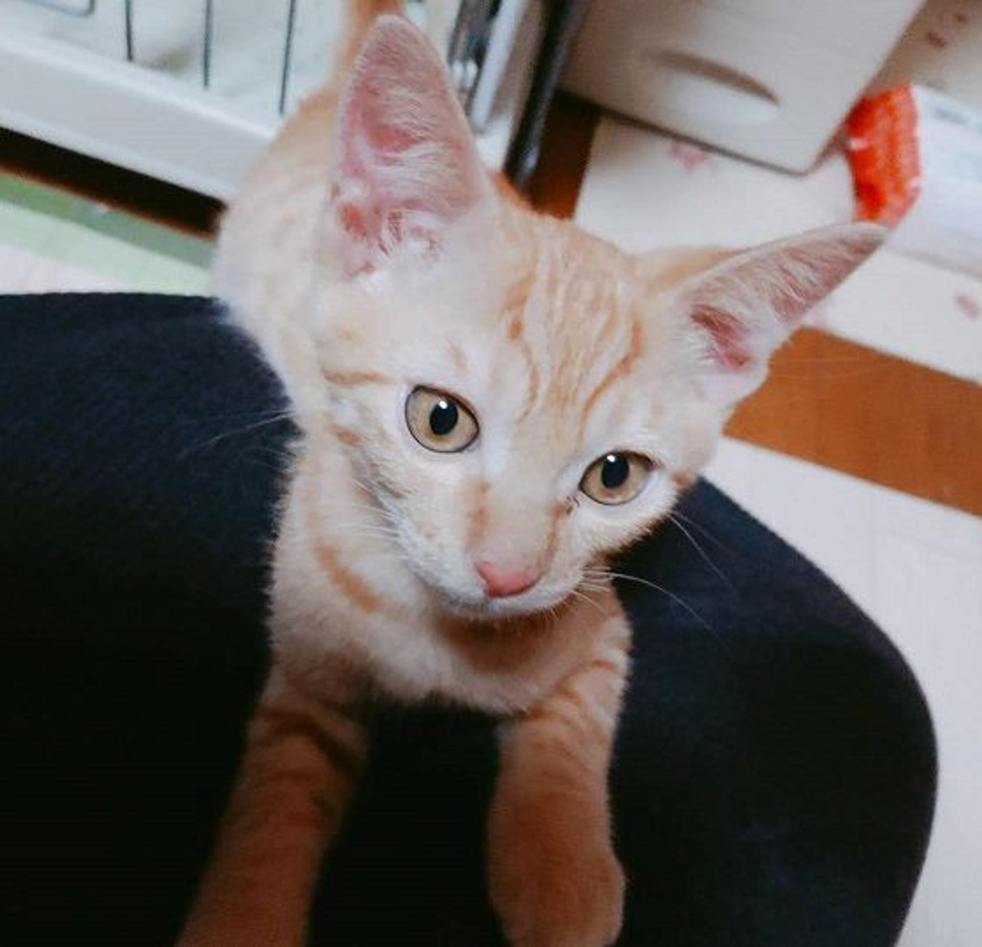 pet-image-3