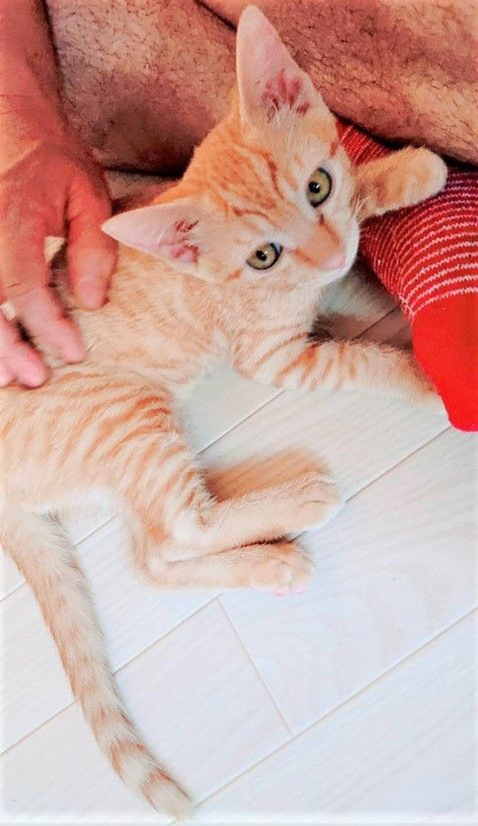 pet-image-5