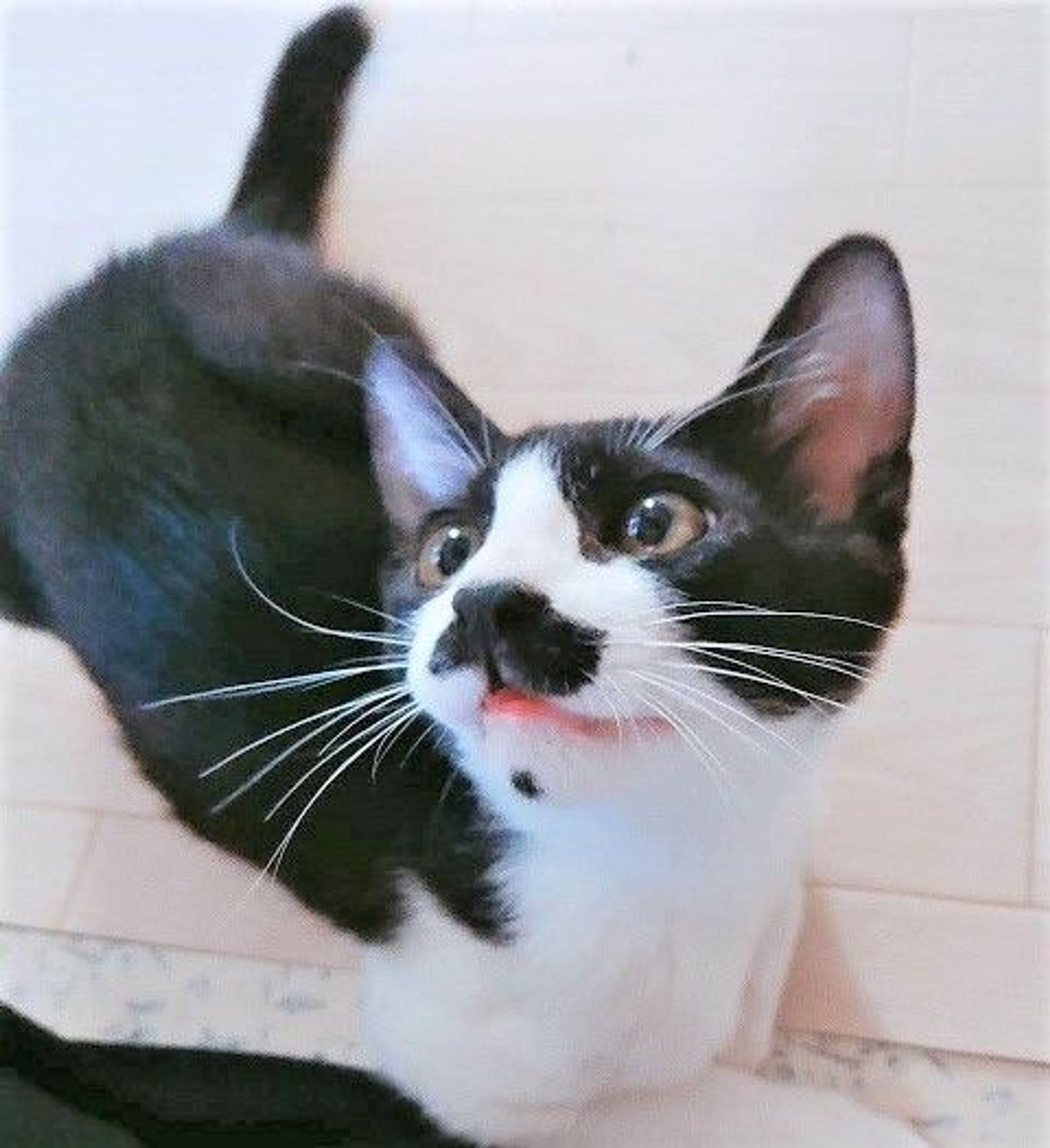雑種（ミックス猫）・オスの里親募集の写真