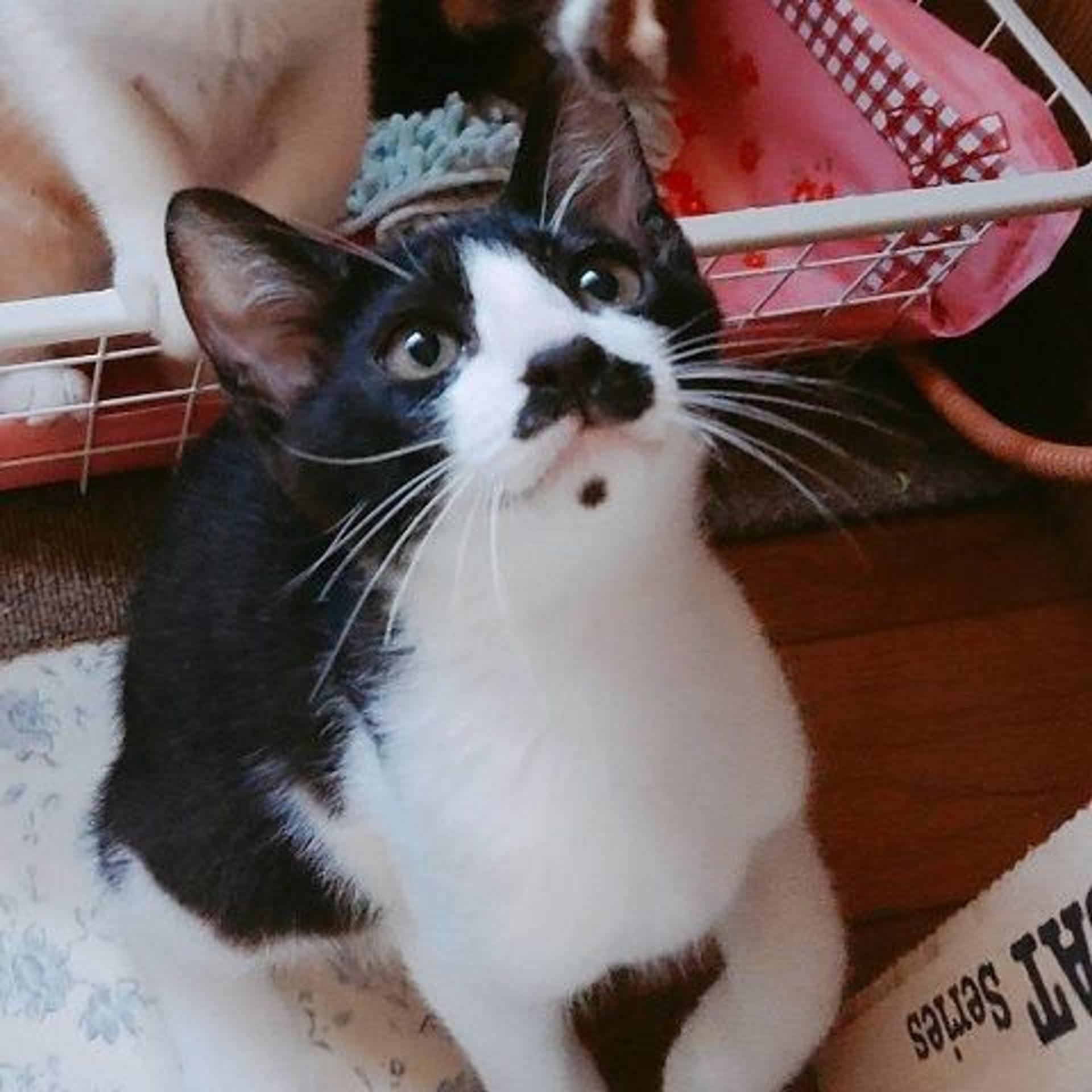 pet-image-4