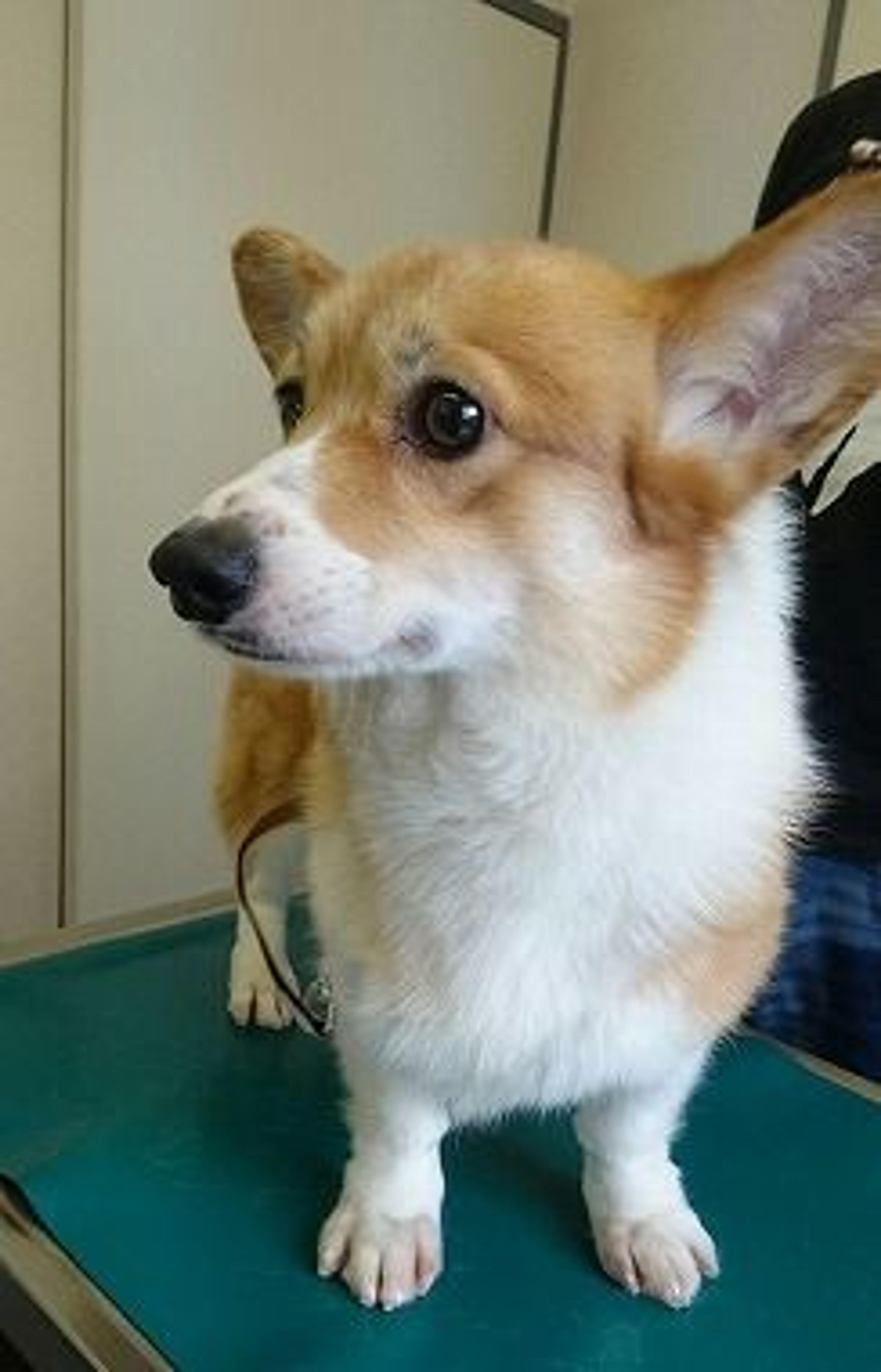 pet-image-2