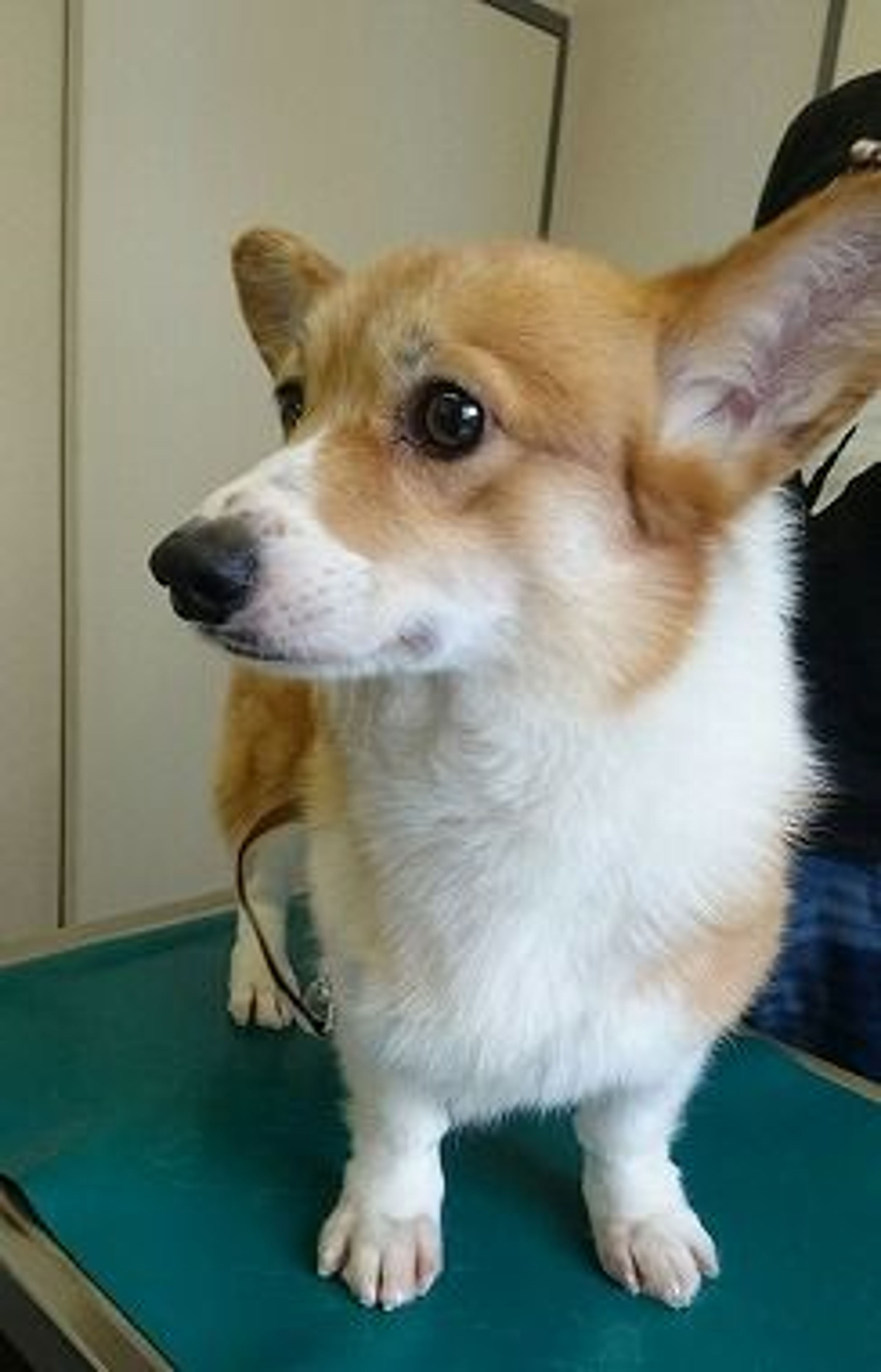 pet-image-2
