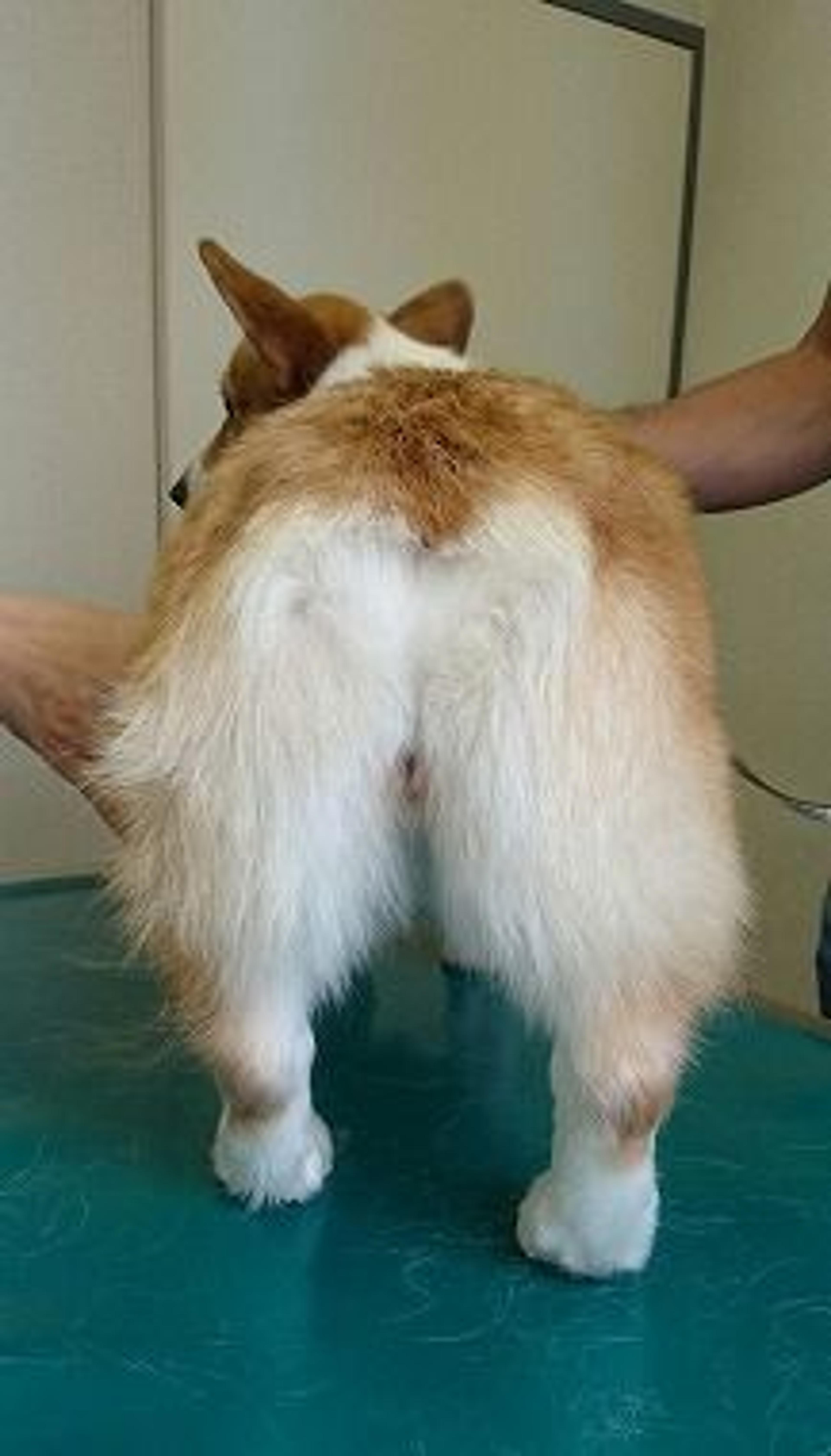 pet-image-3